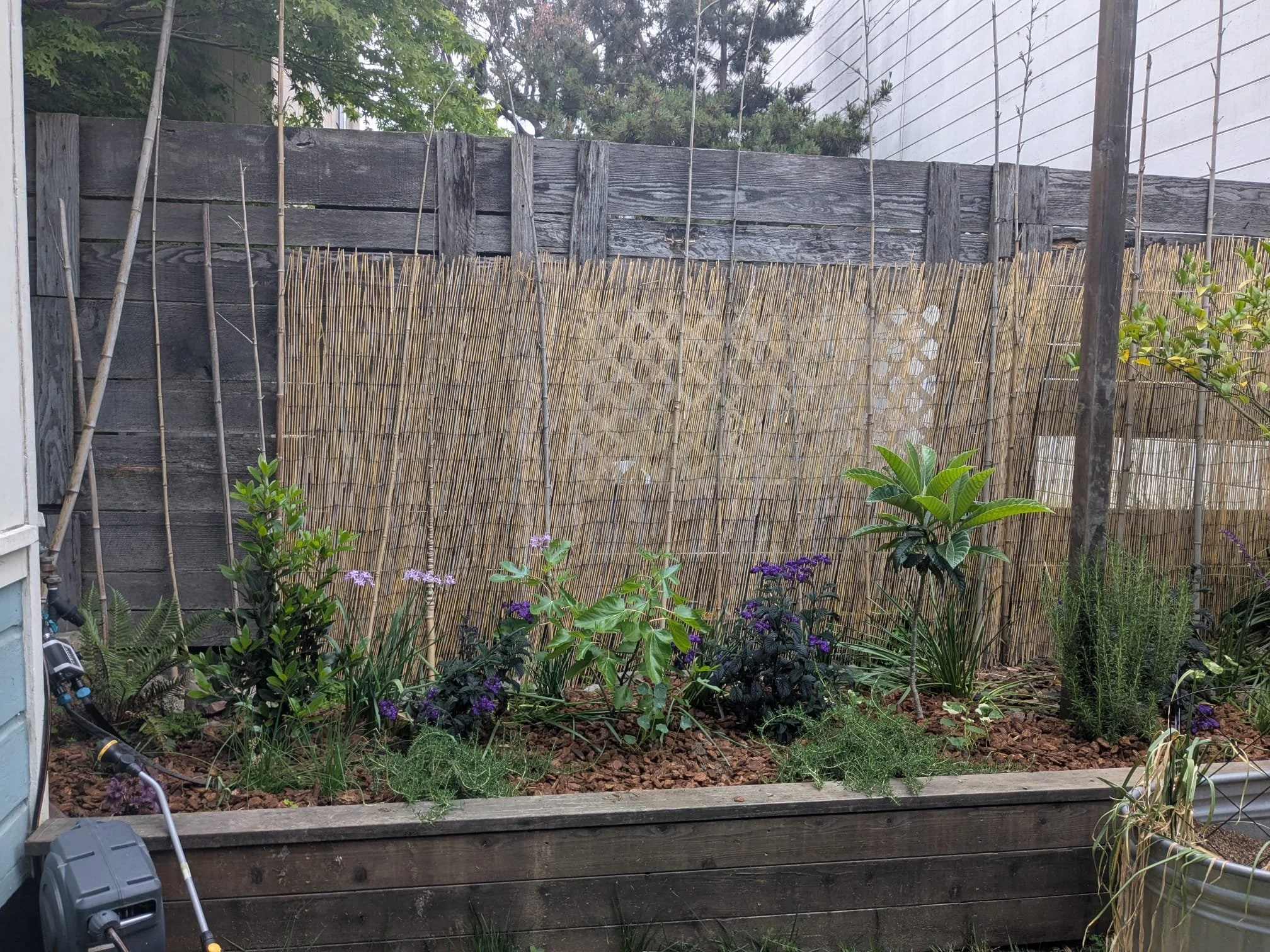 Side 1, grown in more