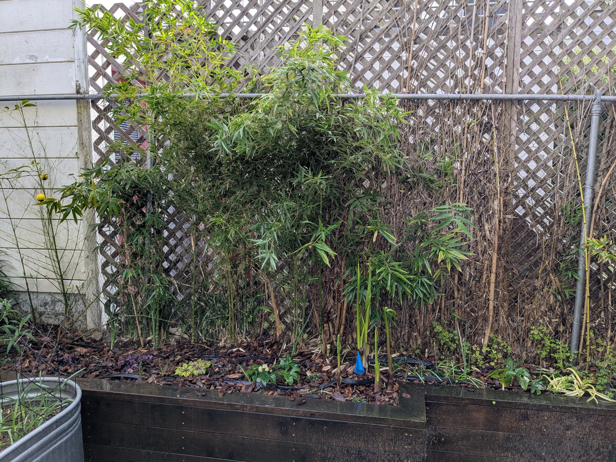 Side 2, freshly planted