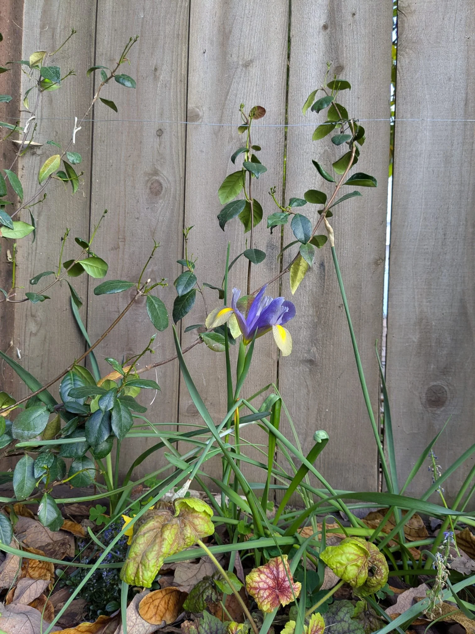 Side 3 Detail, Star jasmine, heurchera, and iris blooming
