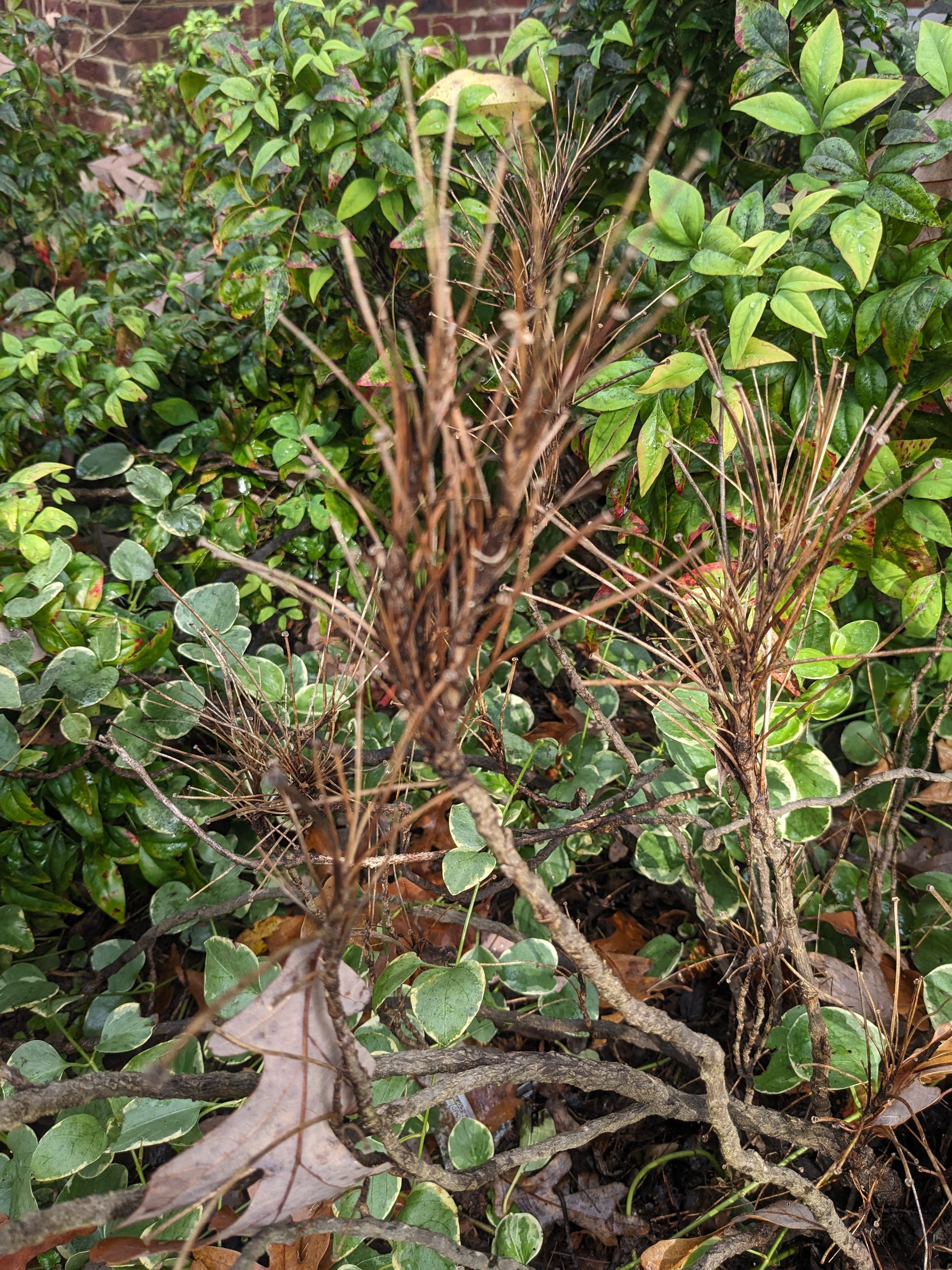 Nandina we battled to remove