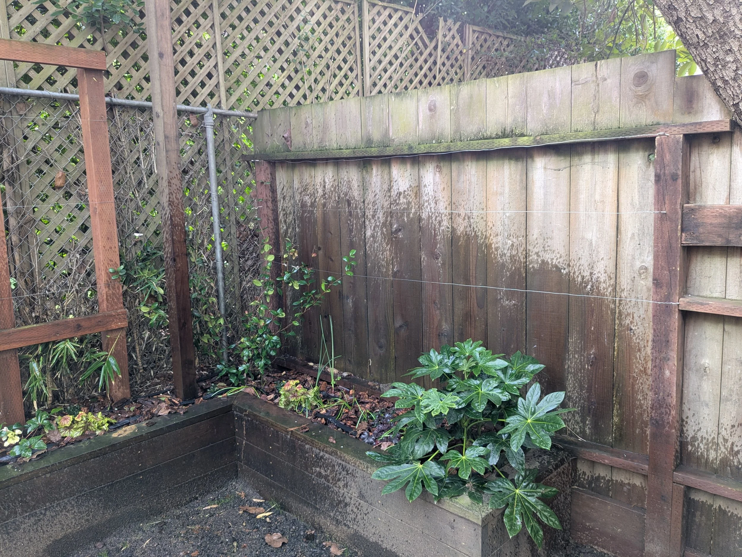 Side 2 + 3 corner, freshly planted