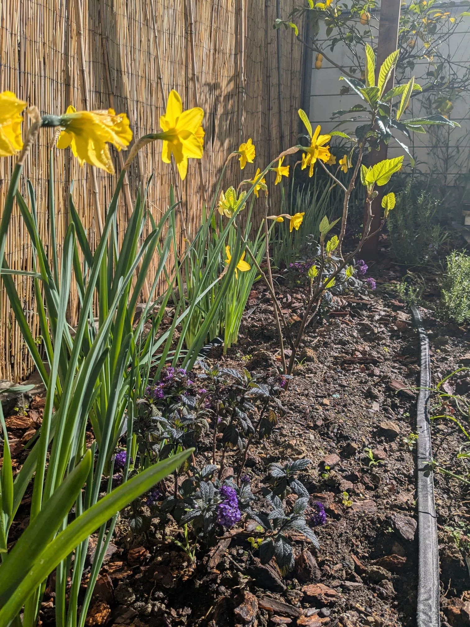 Side 1, Spring Daffodils in the sun