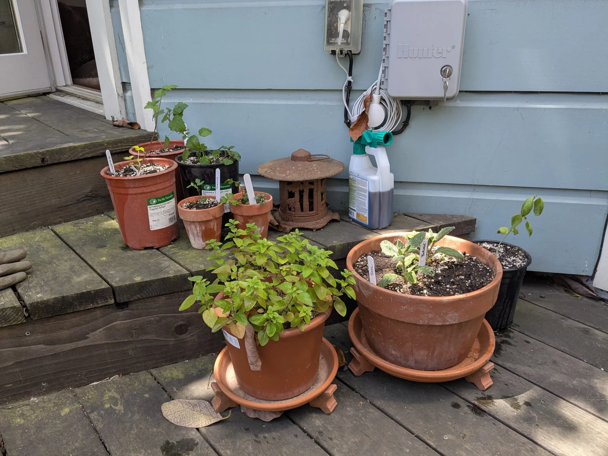 Patio pots in Spring, filled with seedlings we planted together in December