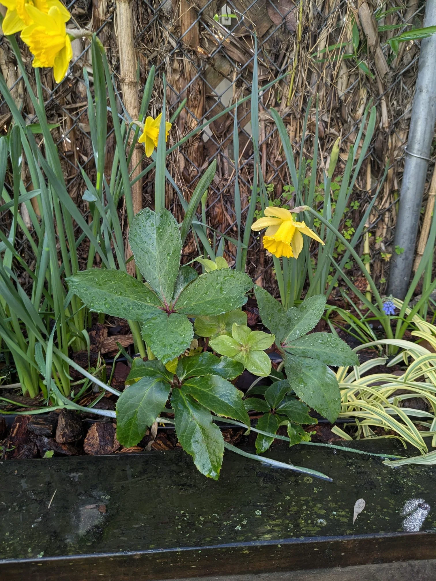 Side 2, hellebore + daffodils in spring