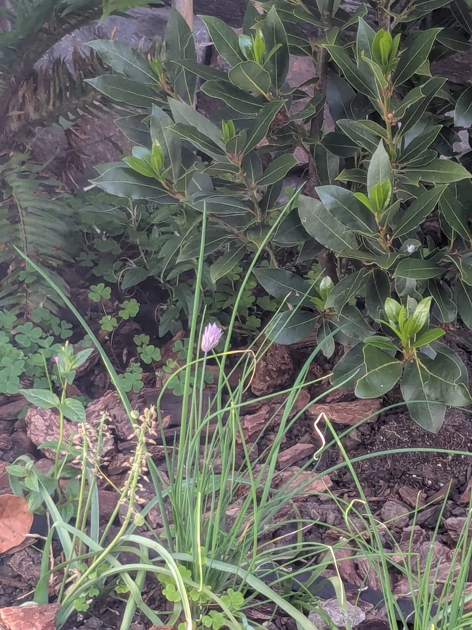 Side 1, happy chives and bay laurel