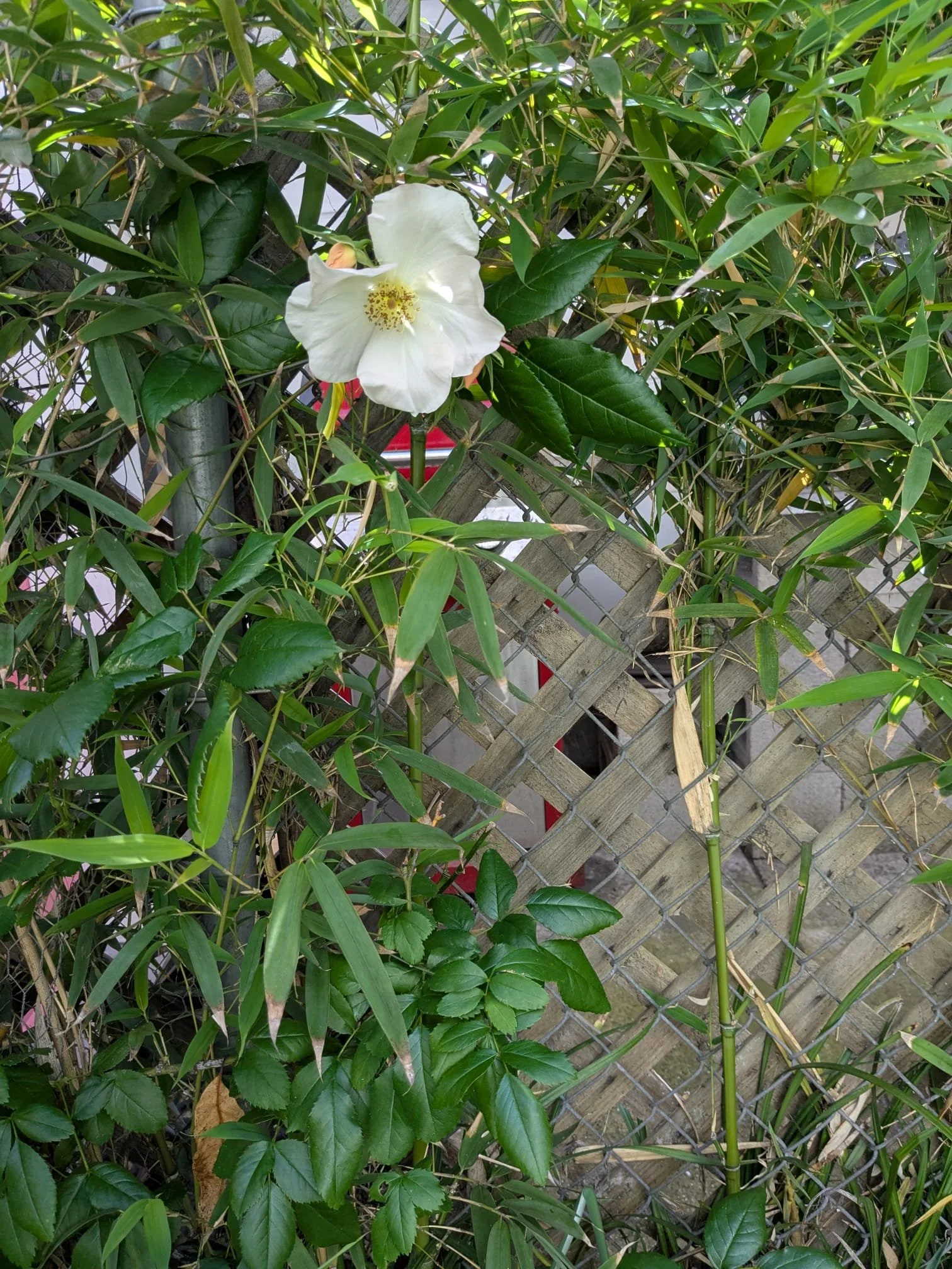 Side 2 corner detail, climbing rose in bloom!