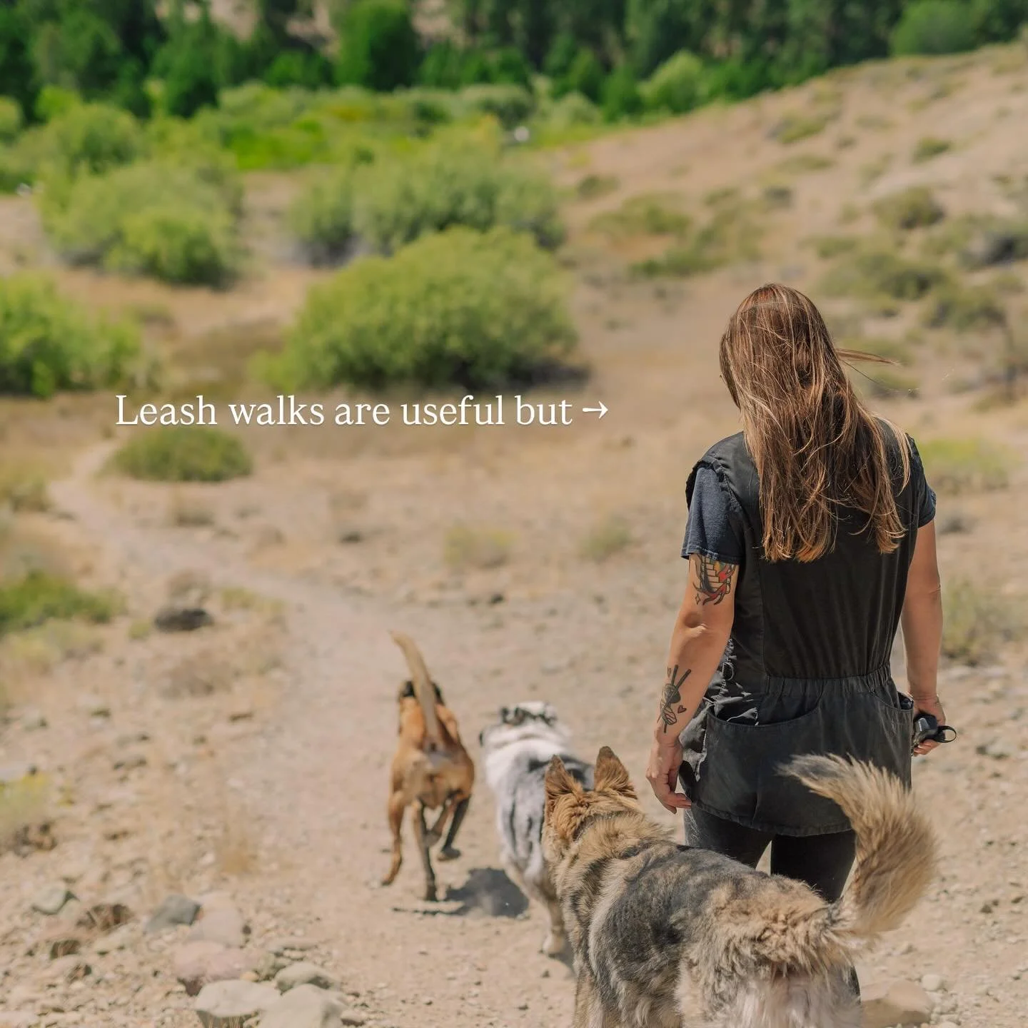 Extremely lucky to live in a place where we aren&rsquo;t limited to neighborhood walks on leash. ⁣
⁣
⁣What&rsquo;s your favorite way to exercise your dog where you live? ⁣
⁣⁣
#renodogs #renodogtraining #renotahoe #dogtrainingtips #offleash #dogsthath