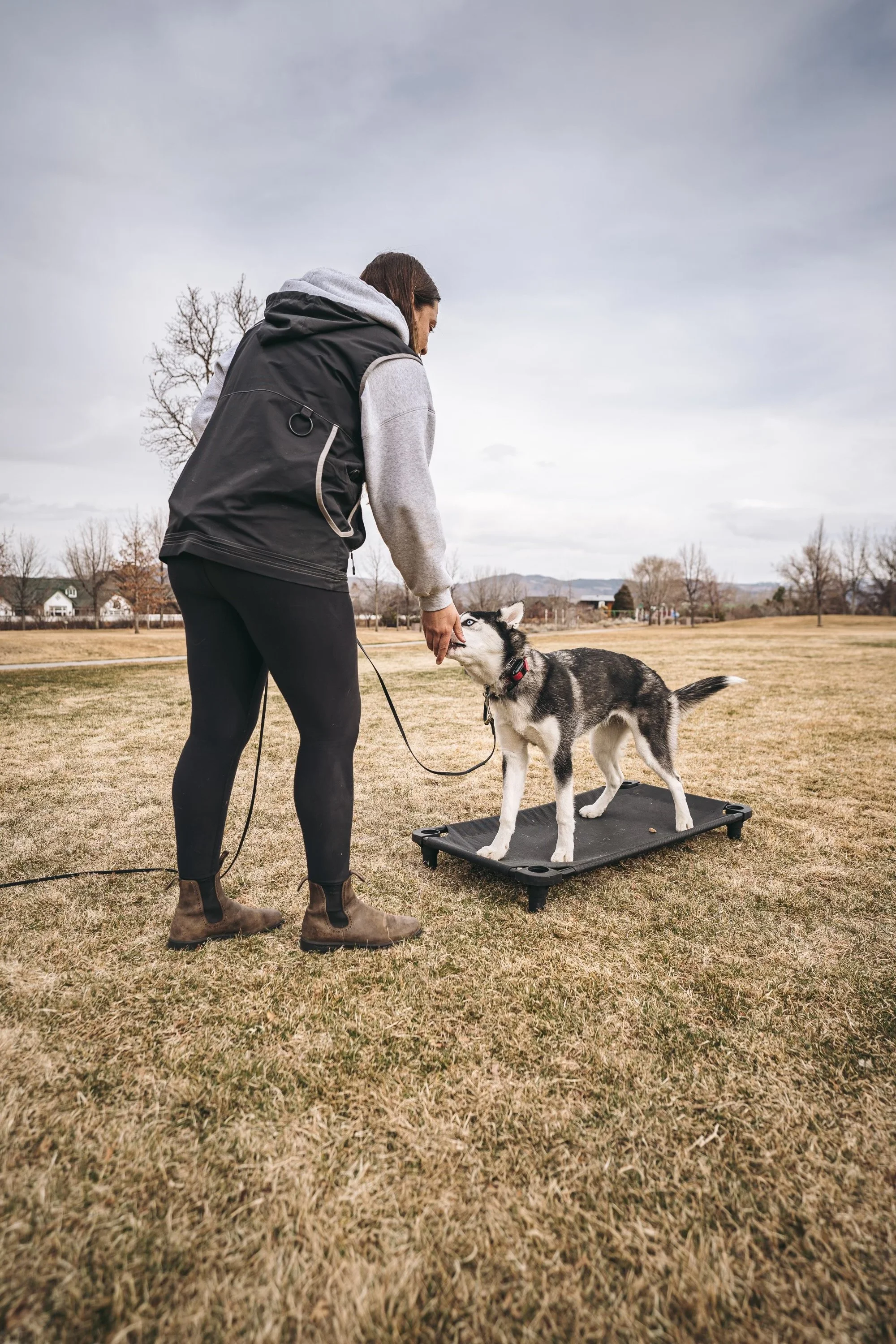 husky puppy doing reno dogs puppy program learning on leash obedience and place with positive reinforcement and luring