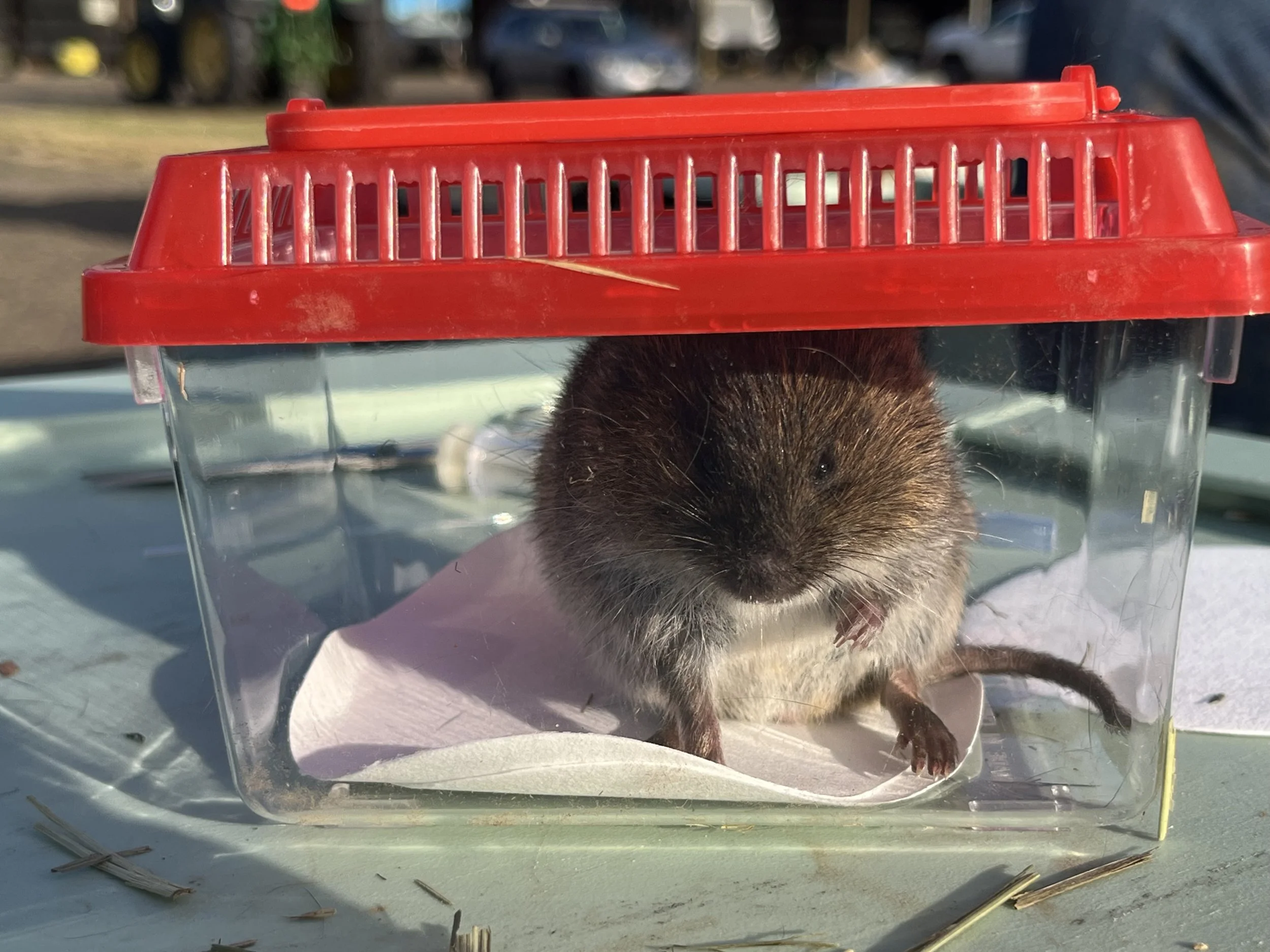 Long-term monitoring of voles in the Willamette Valley begins!