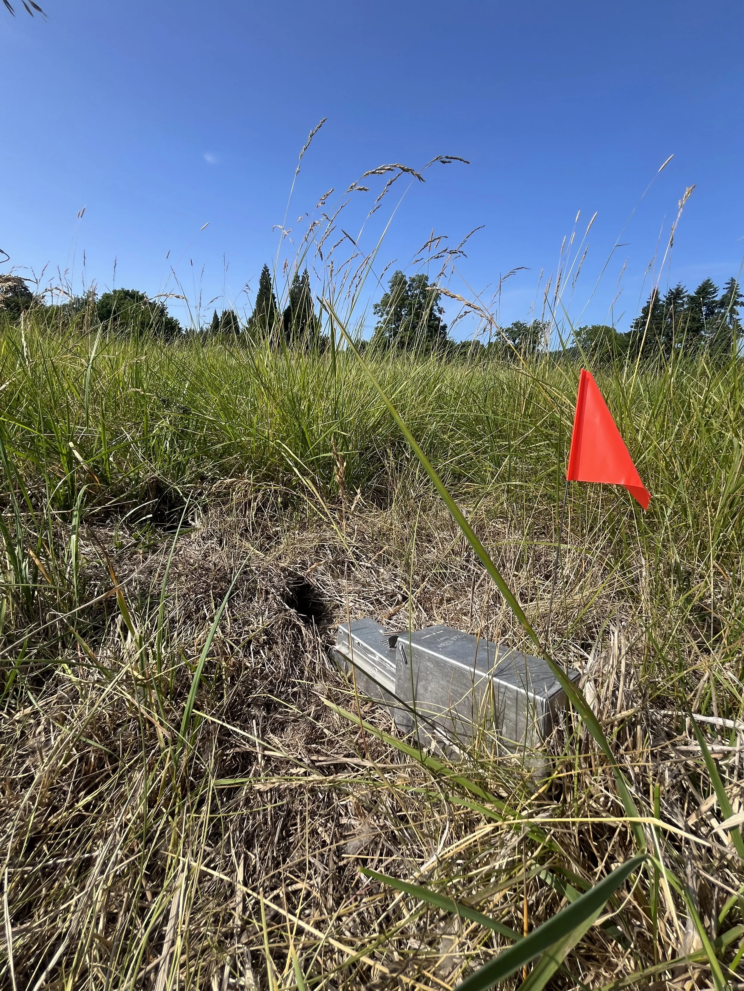 Long-term monitoring of gray-tailed voles to understand and predict their population dynamics