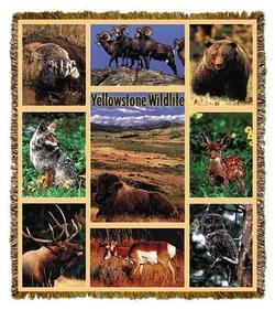 CT ATA Famous Places YNP Wildlife.jpg