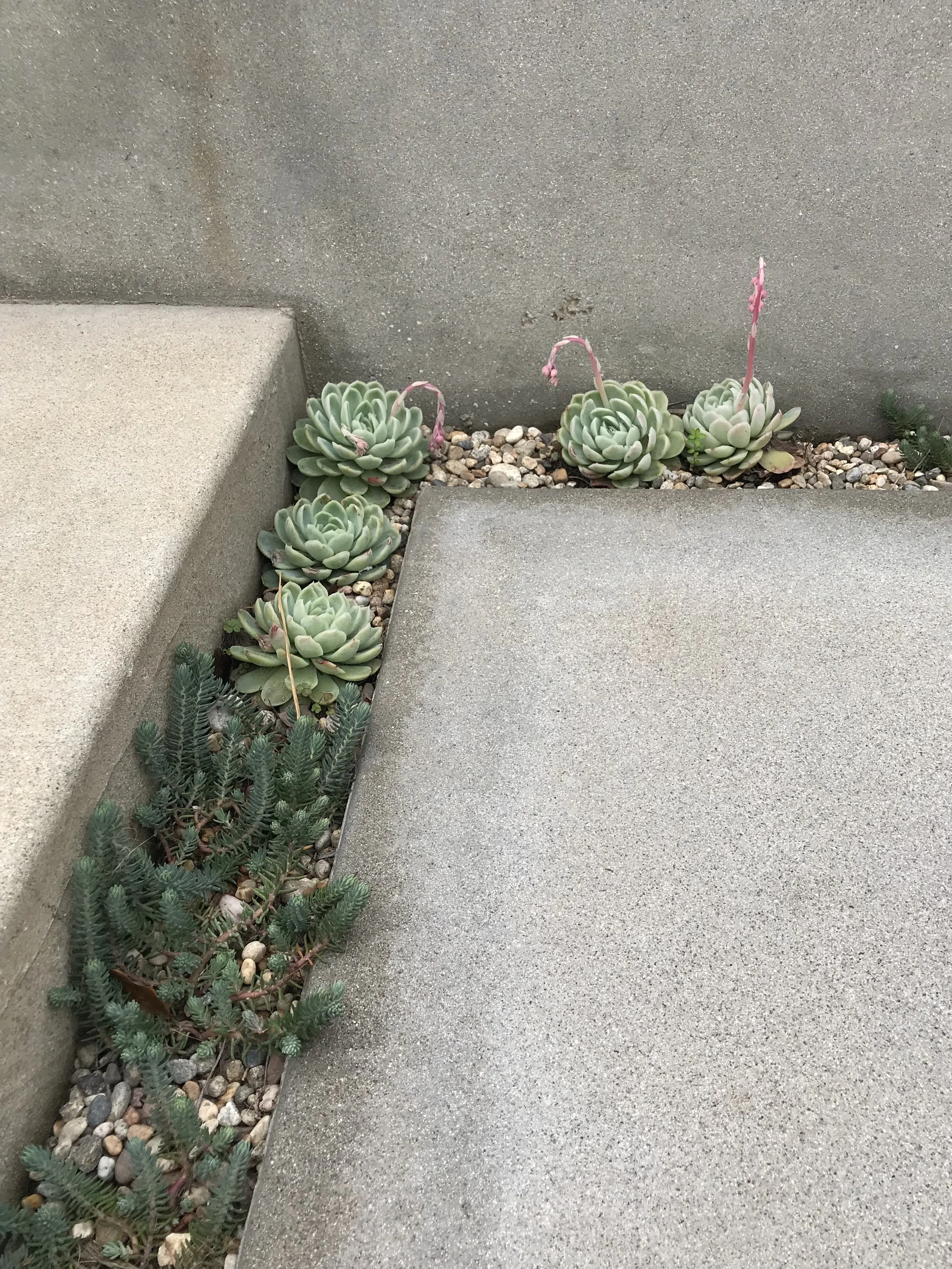 Glendon step planting detail.jpg