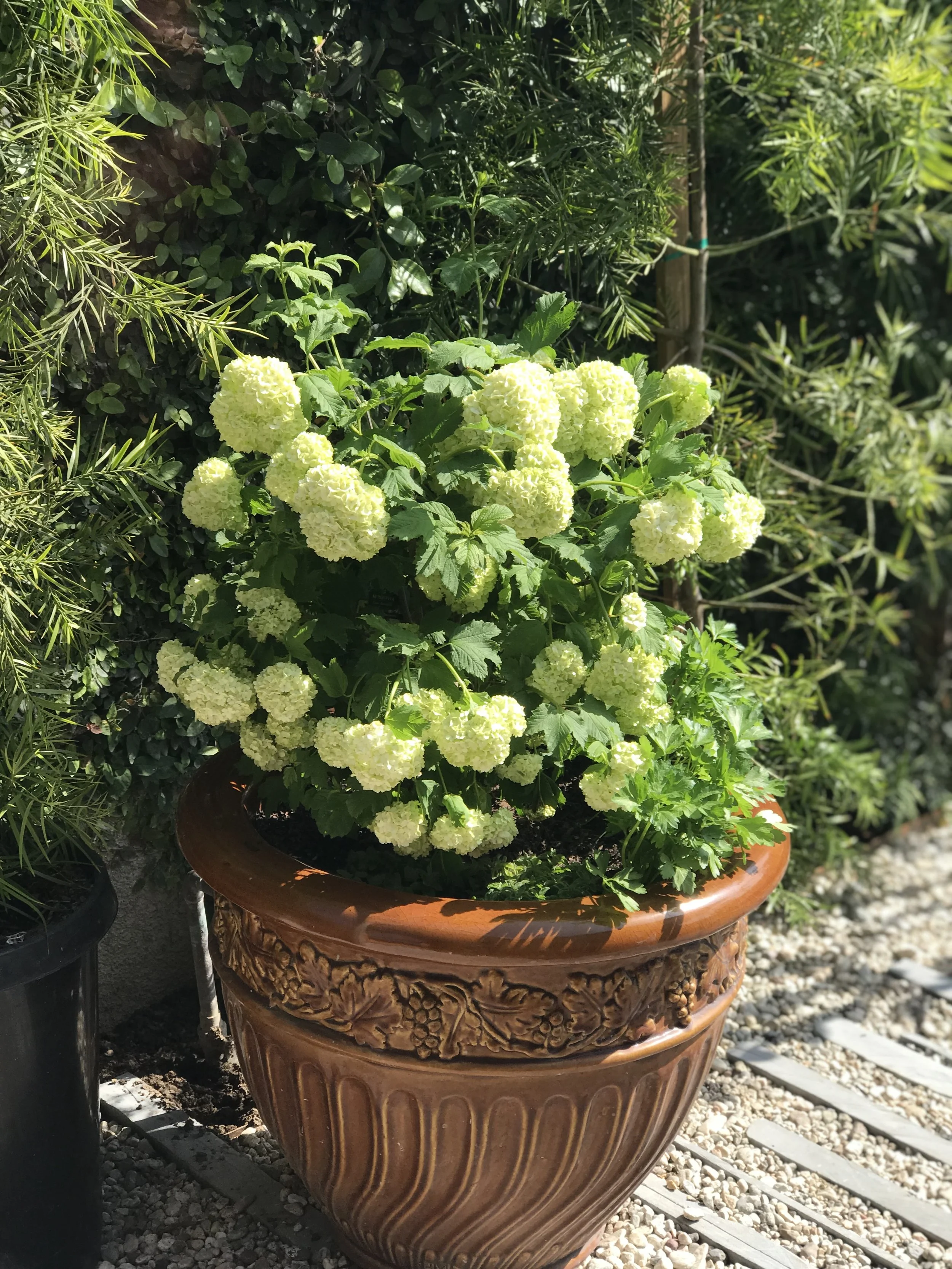 Newly completed pot of viburnum.jpg