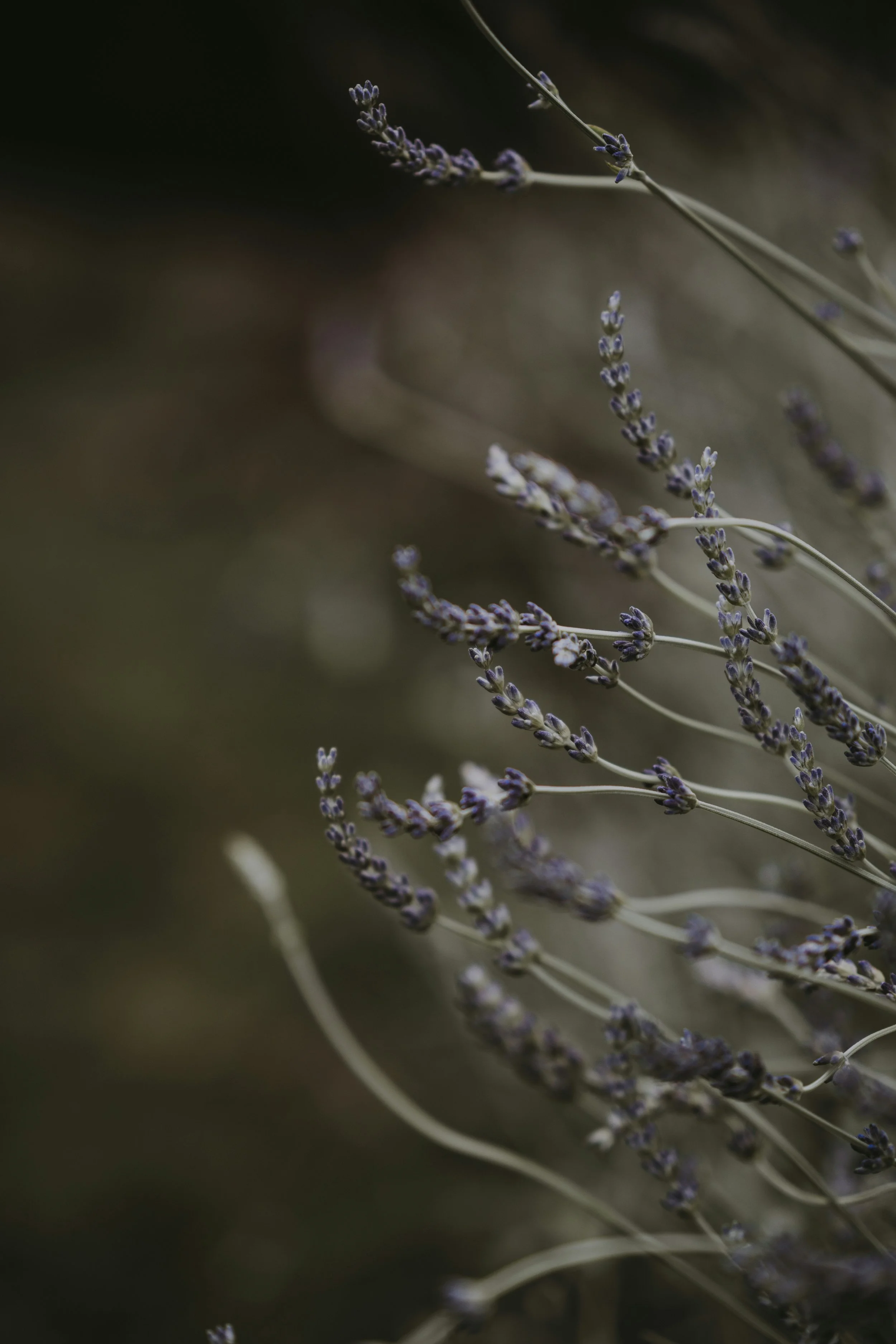 What "Fragrance" Actually Means on a Label, and Why the Industry Won't Tell You.
