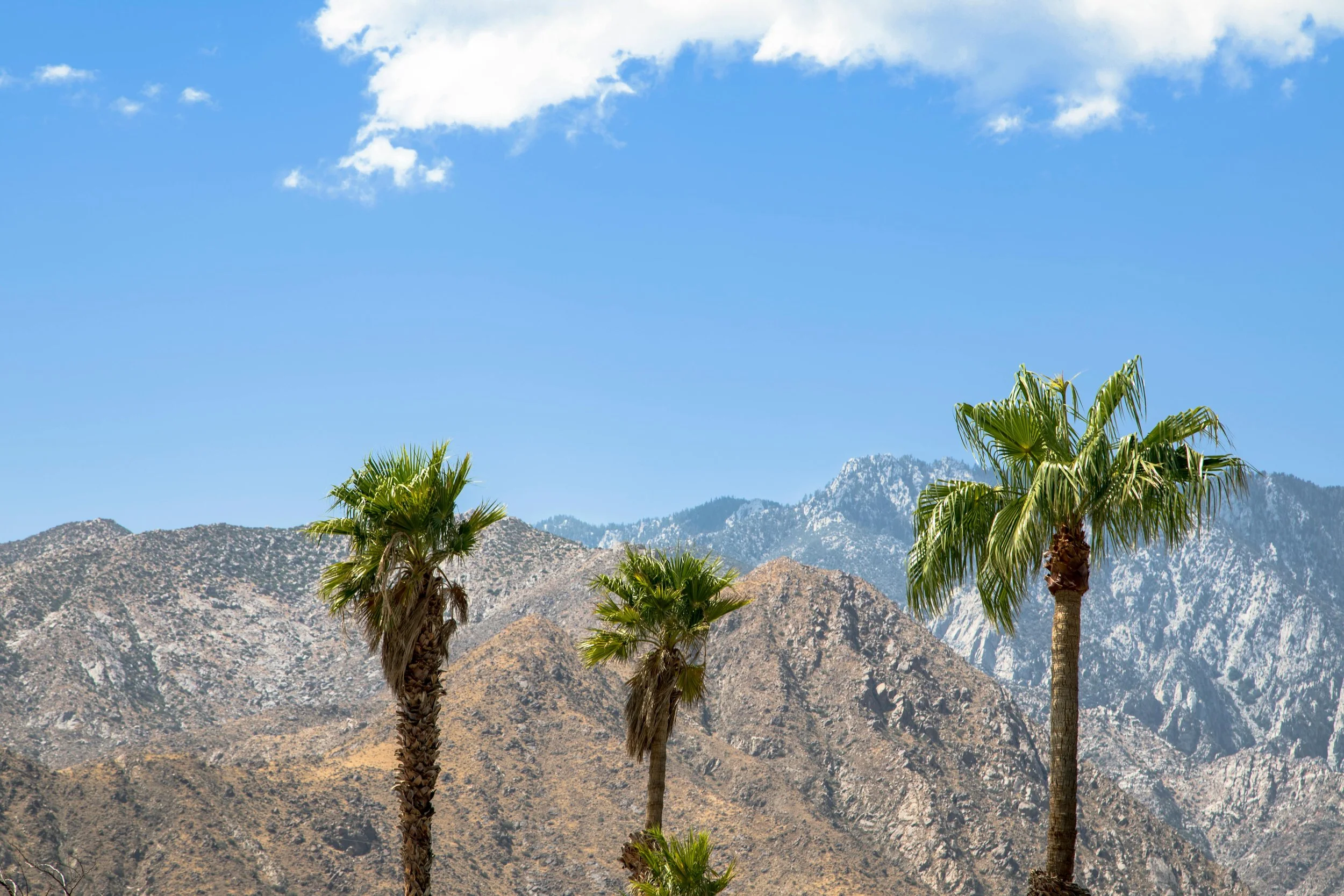 Photo by Elizabeth Iris: https://www.pexels.com/photo/palm-trees-with-mountains-in-background-5547676/