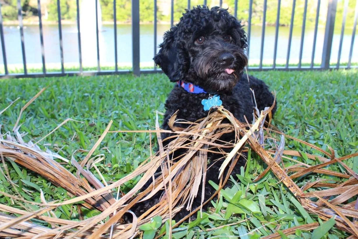 Living his best life, one palm frond at a time.jpg