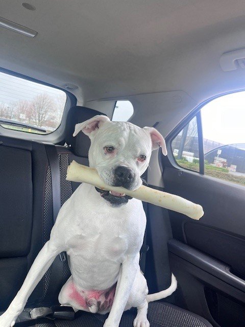 Mr. Pickles 2.jpg