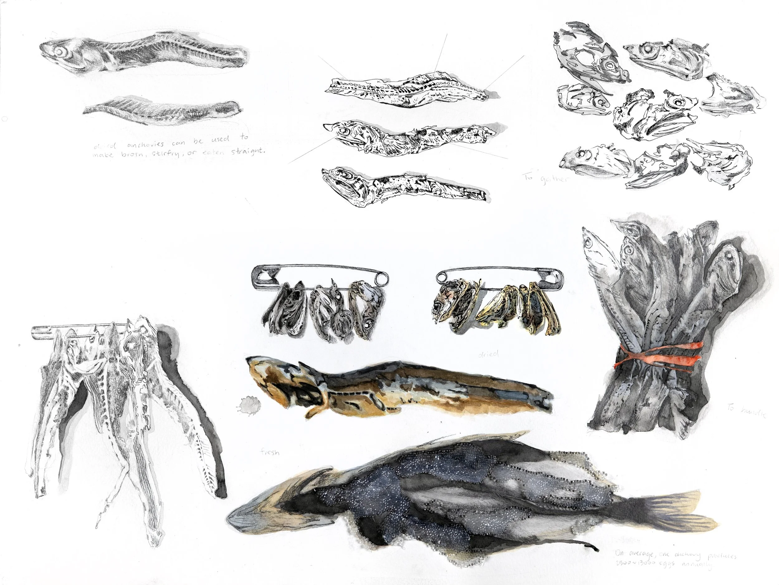 Anchovies and Fish, pencil, micron pen, watercolor, and water beads on paper, 18 x 24”, 2025