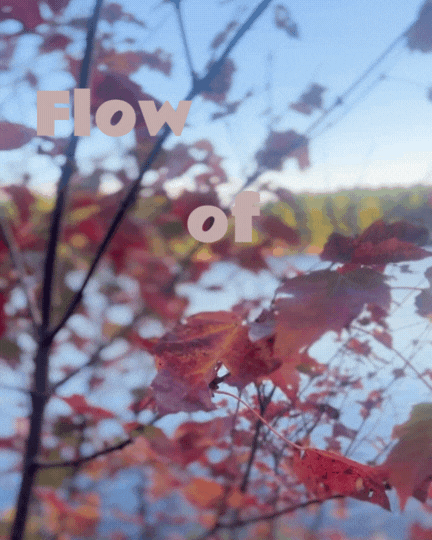 Autumn leaves with lake in background