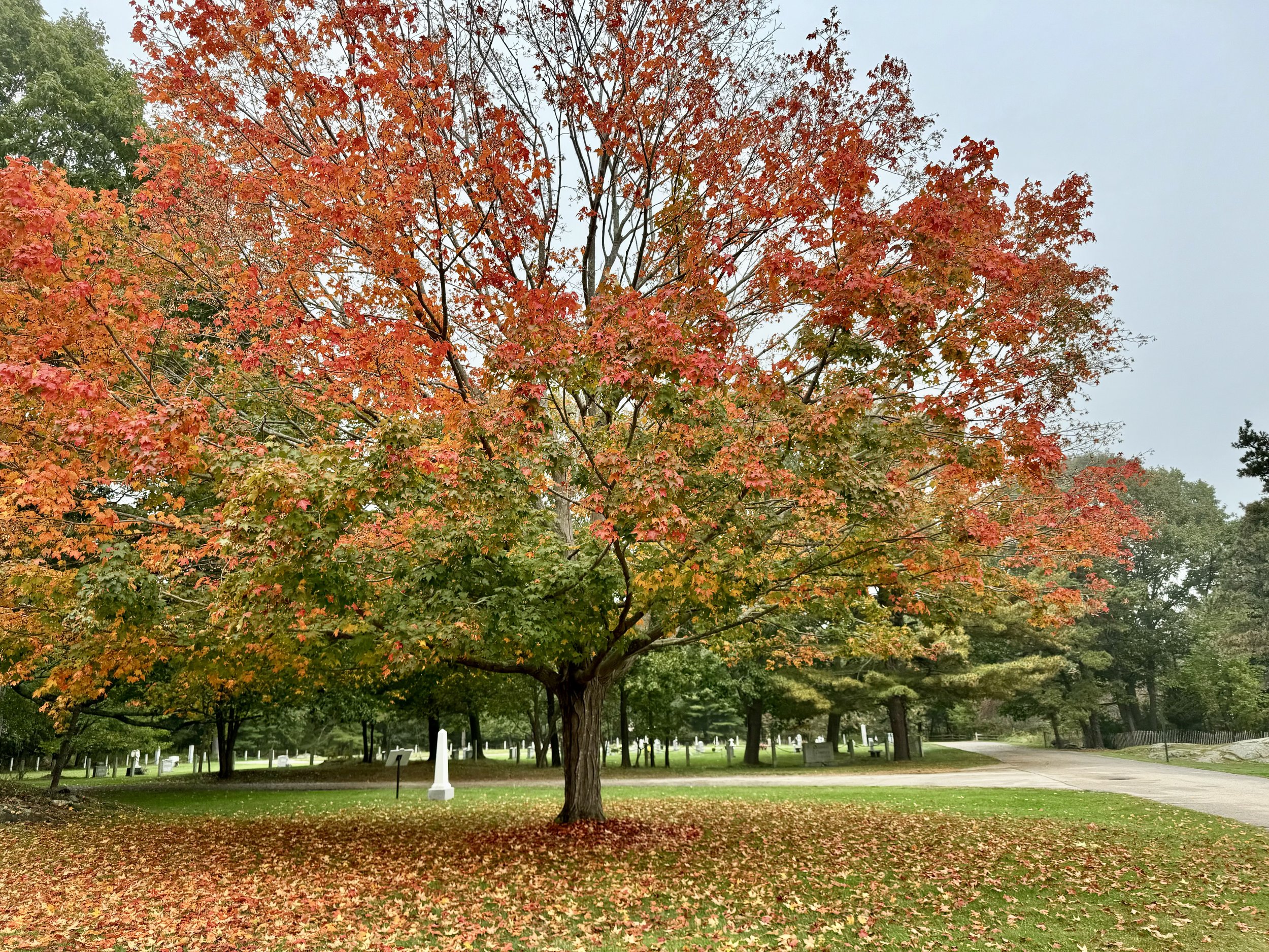 A large tree with vibrant orange and red fall leaves in a park, with some leaves fallen on the ground, a sidewalk in the background, and a cloudy sky.