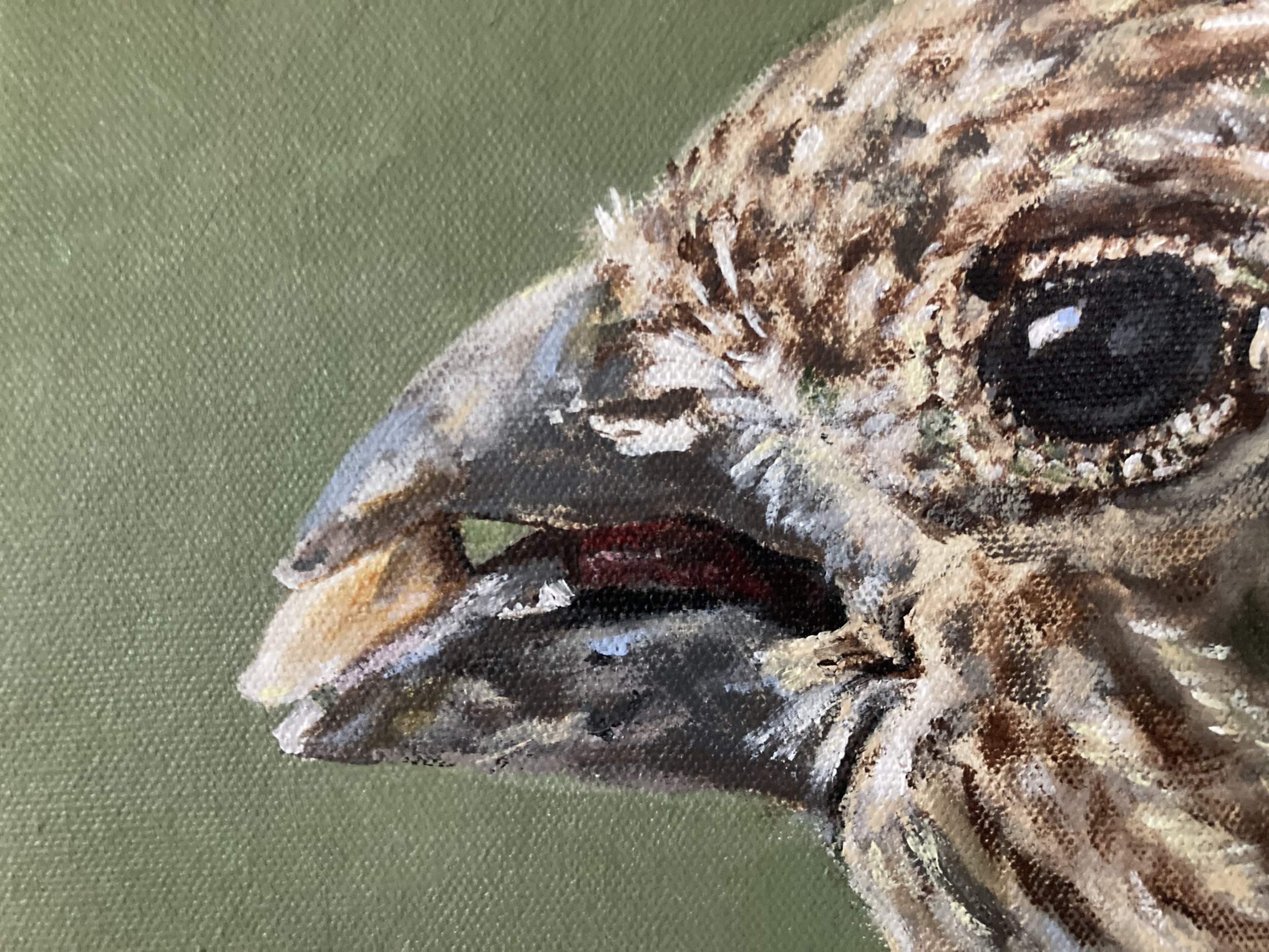 Hungry House Finch
2024
8x8
acrylic on canvas