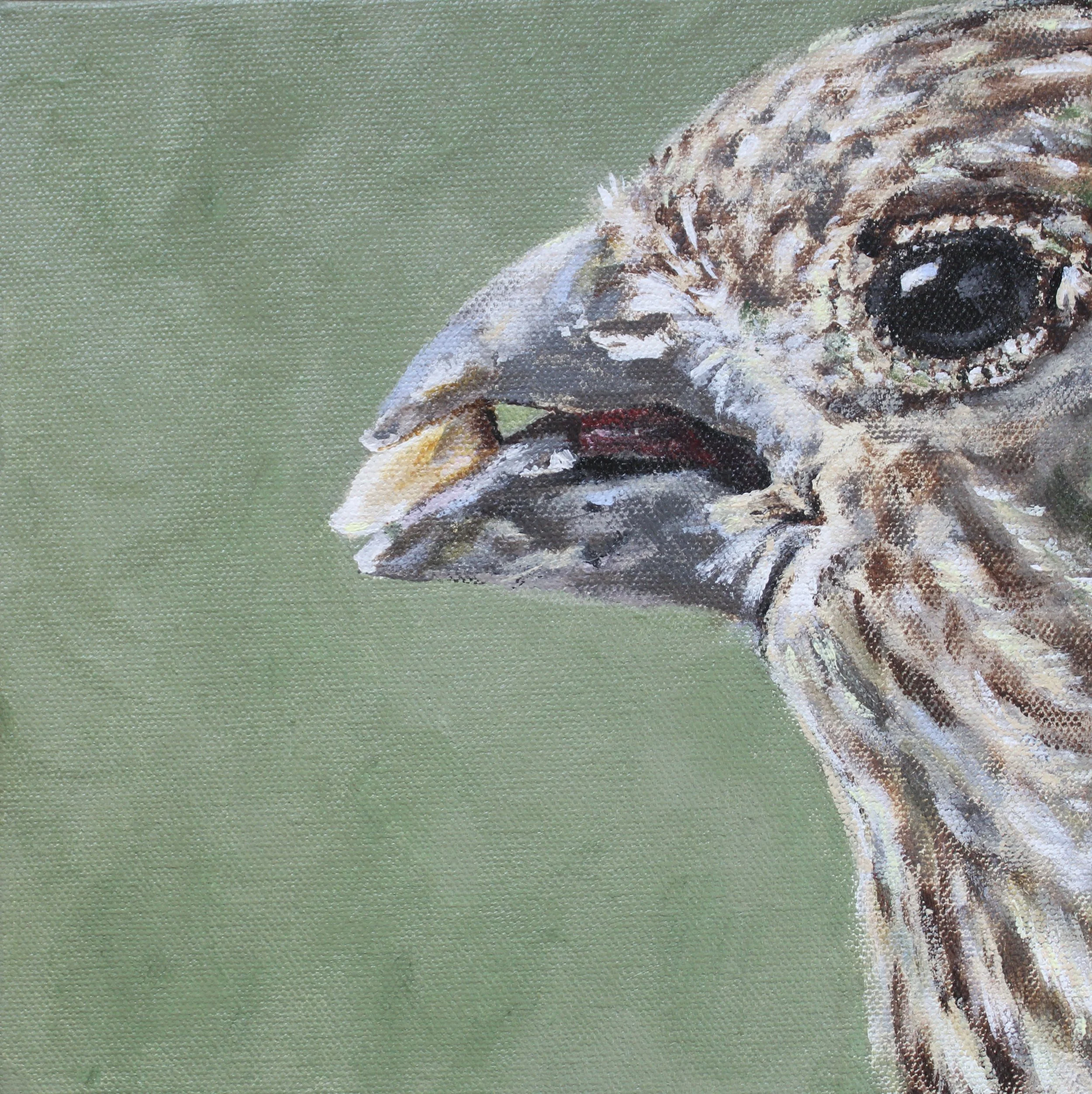 Hungry House Finch
2024
8x8
acrylic on canvas
Price: $150.00