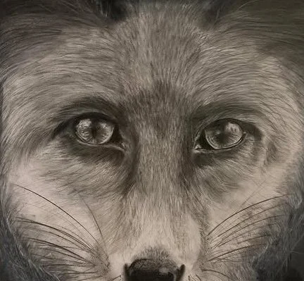 Fox
2015
22x24
pencil and charcoal on paper