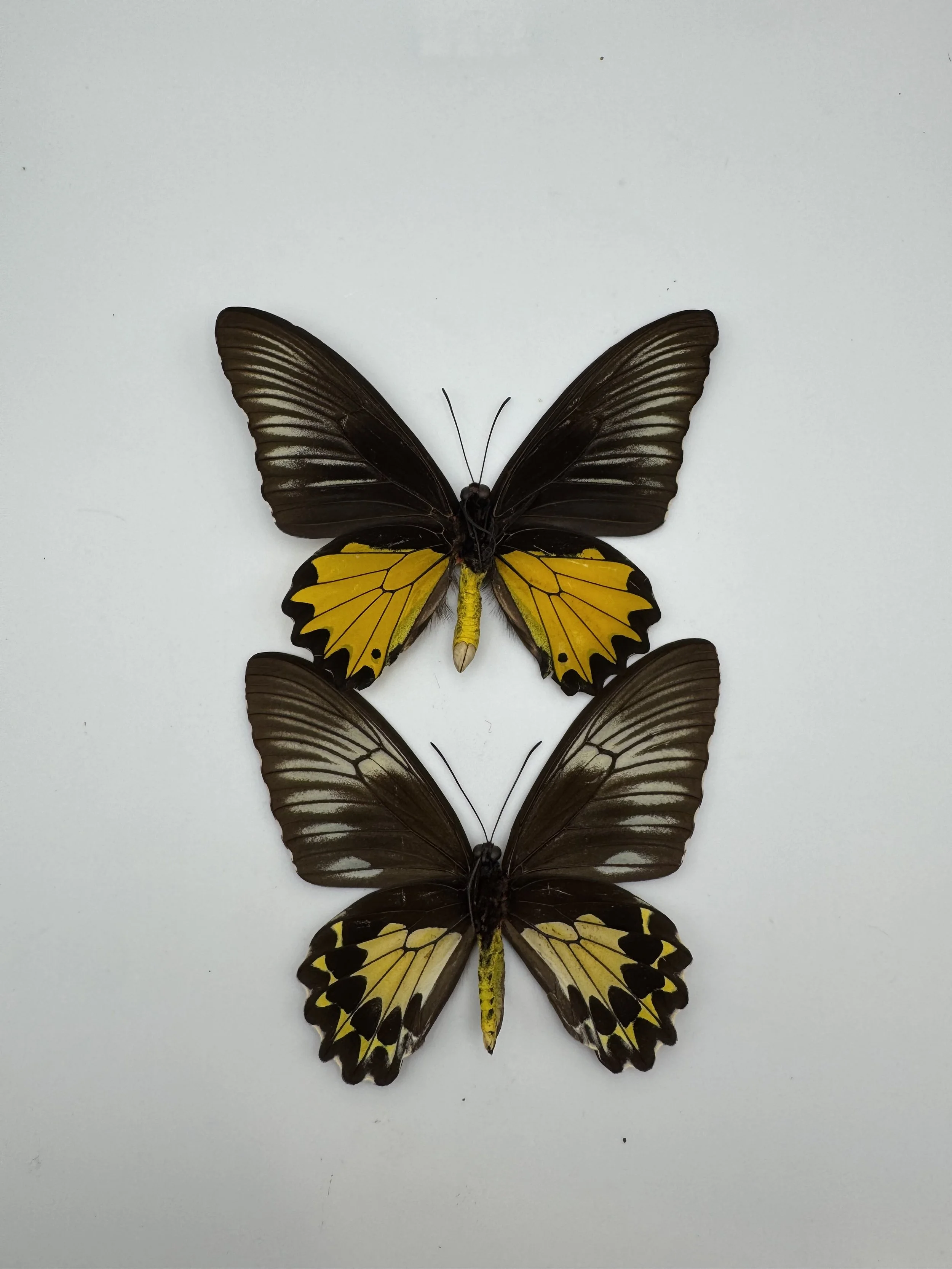 Troides helena – Common Birdwing Pair Matched