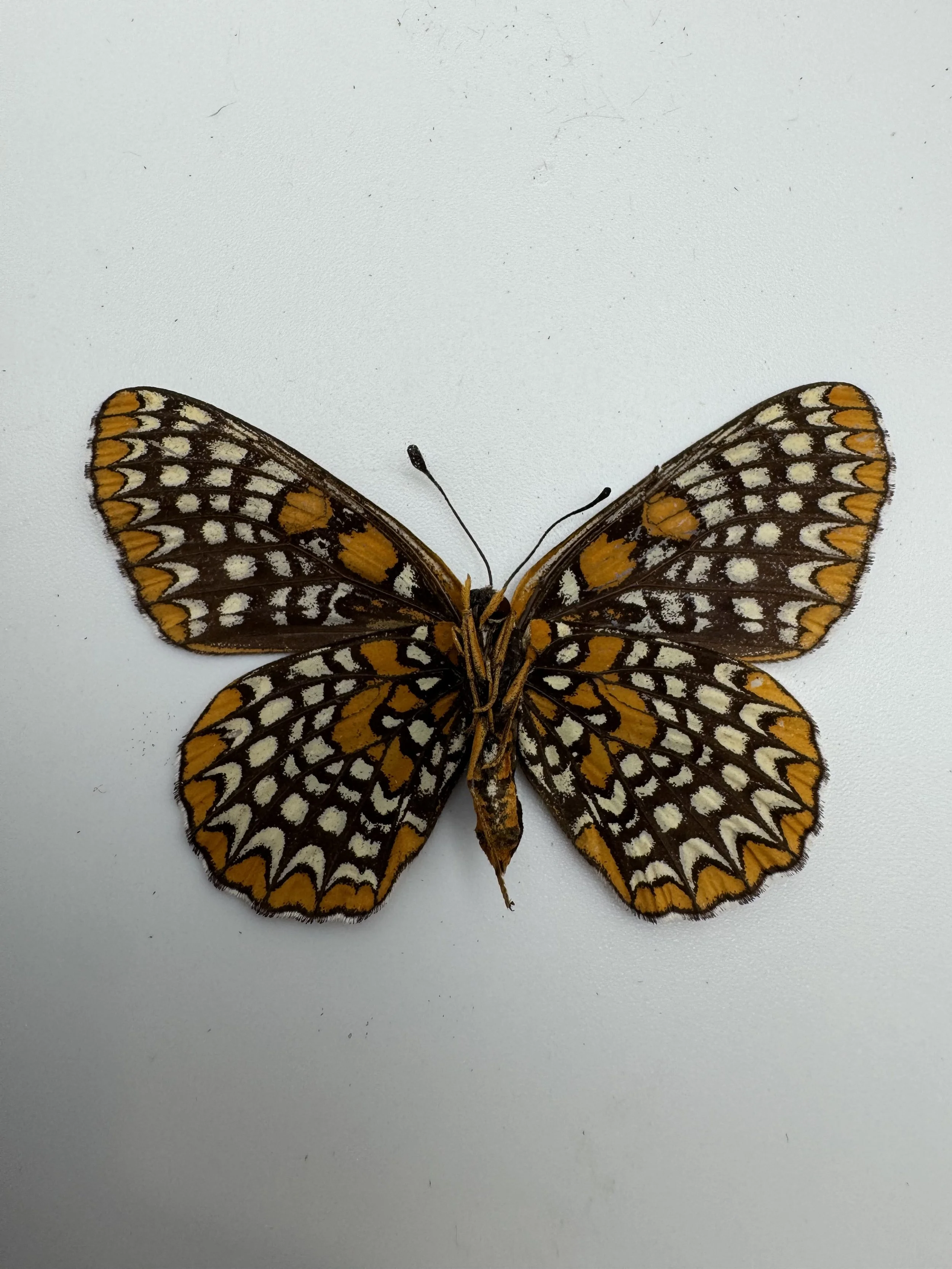 Euphydryas phaeton – Baltimore Checkerspot
