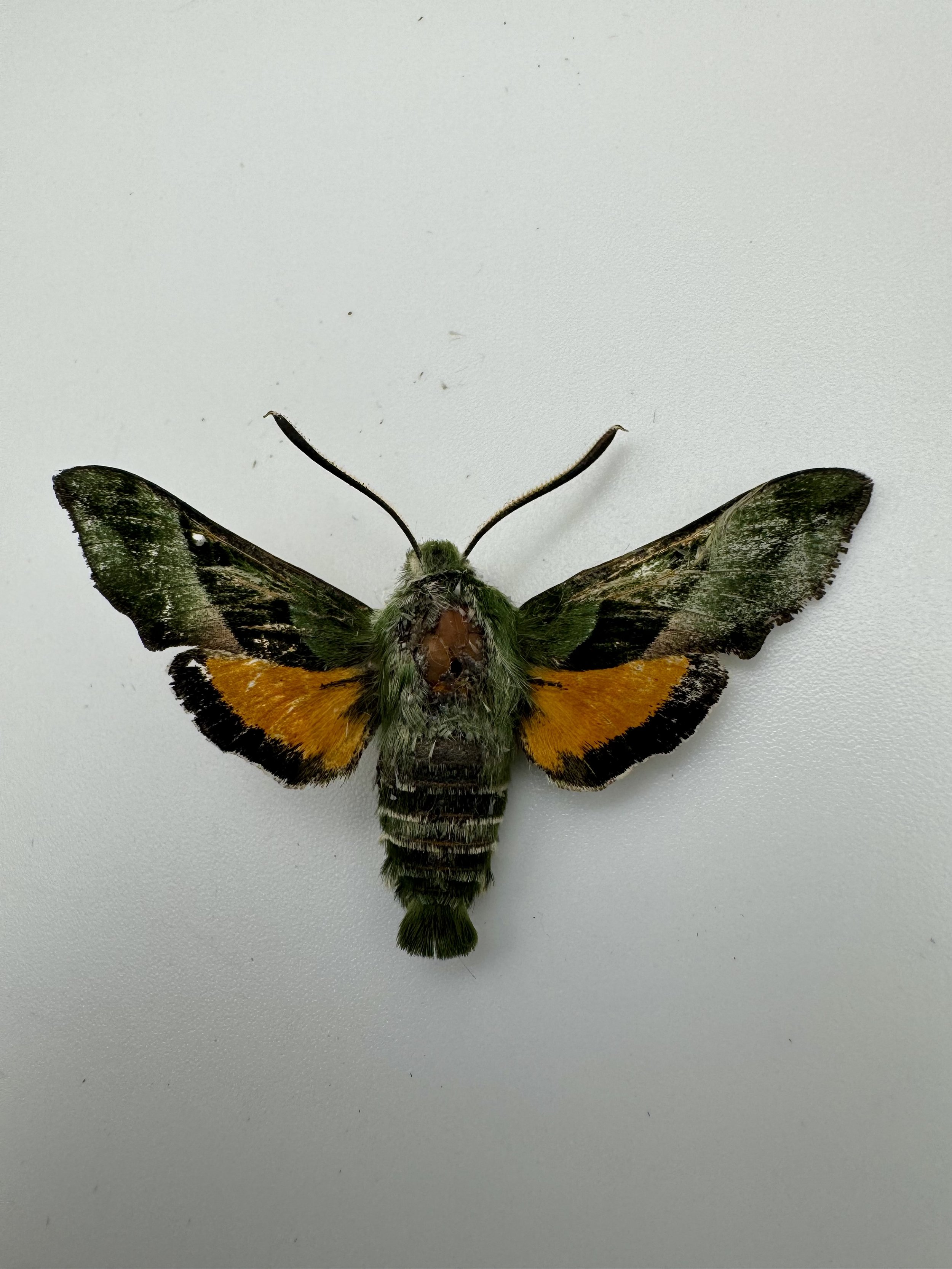 Proserpinus clarkiae – Clark’s Day Sphinx