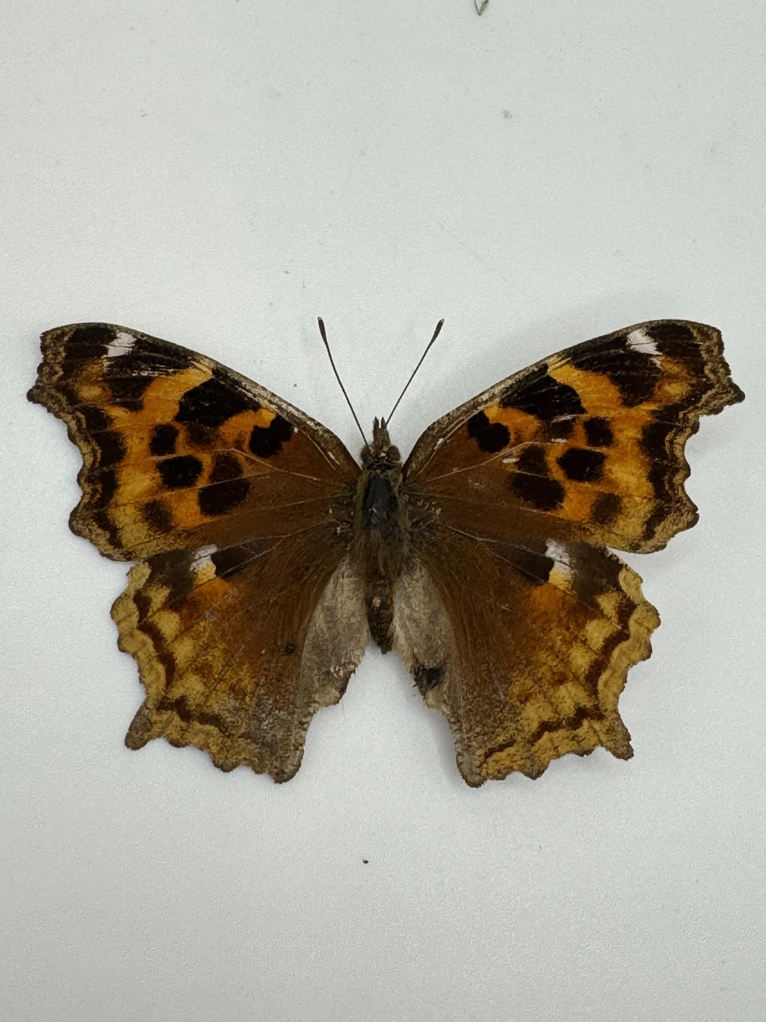 Nymphalis vaualbum j-album – Compton Tortoiseshell