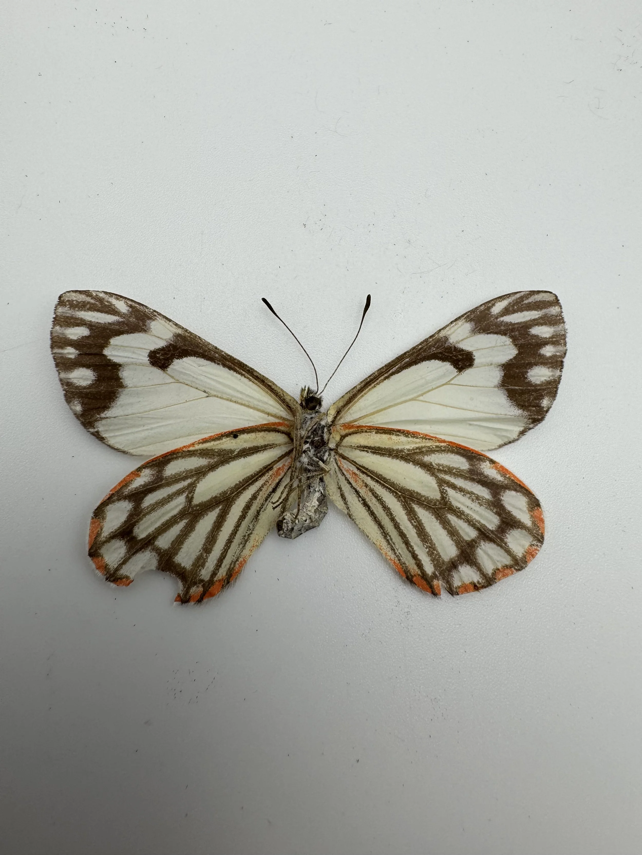 Neophasia menapia – Pine White