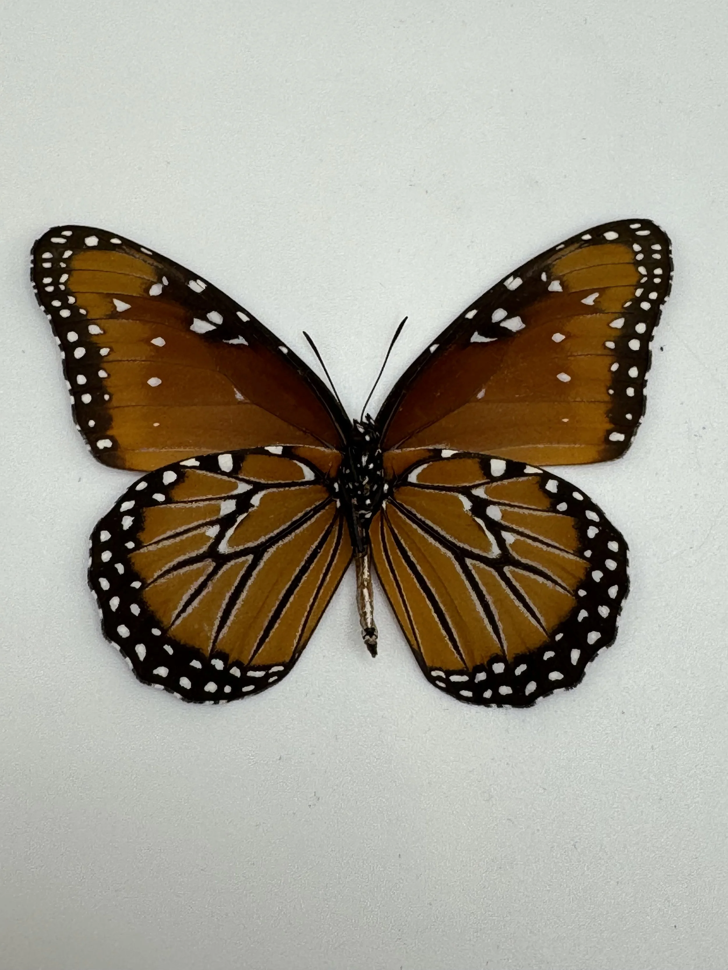 Danaus gilippus – Queen Butterfly