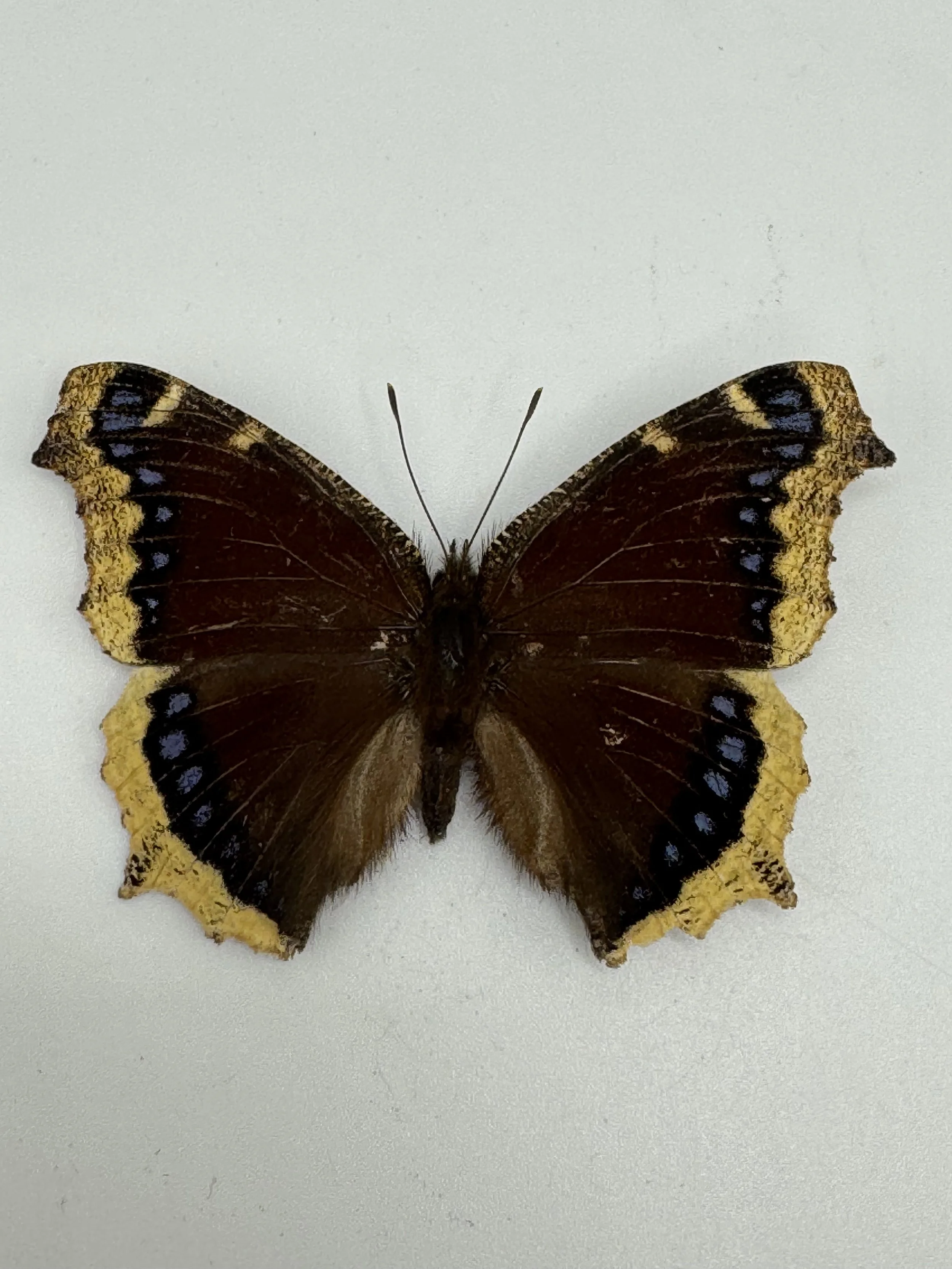 Nymphalis antiopa – Mourning Cloak