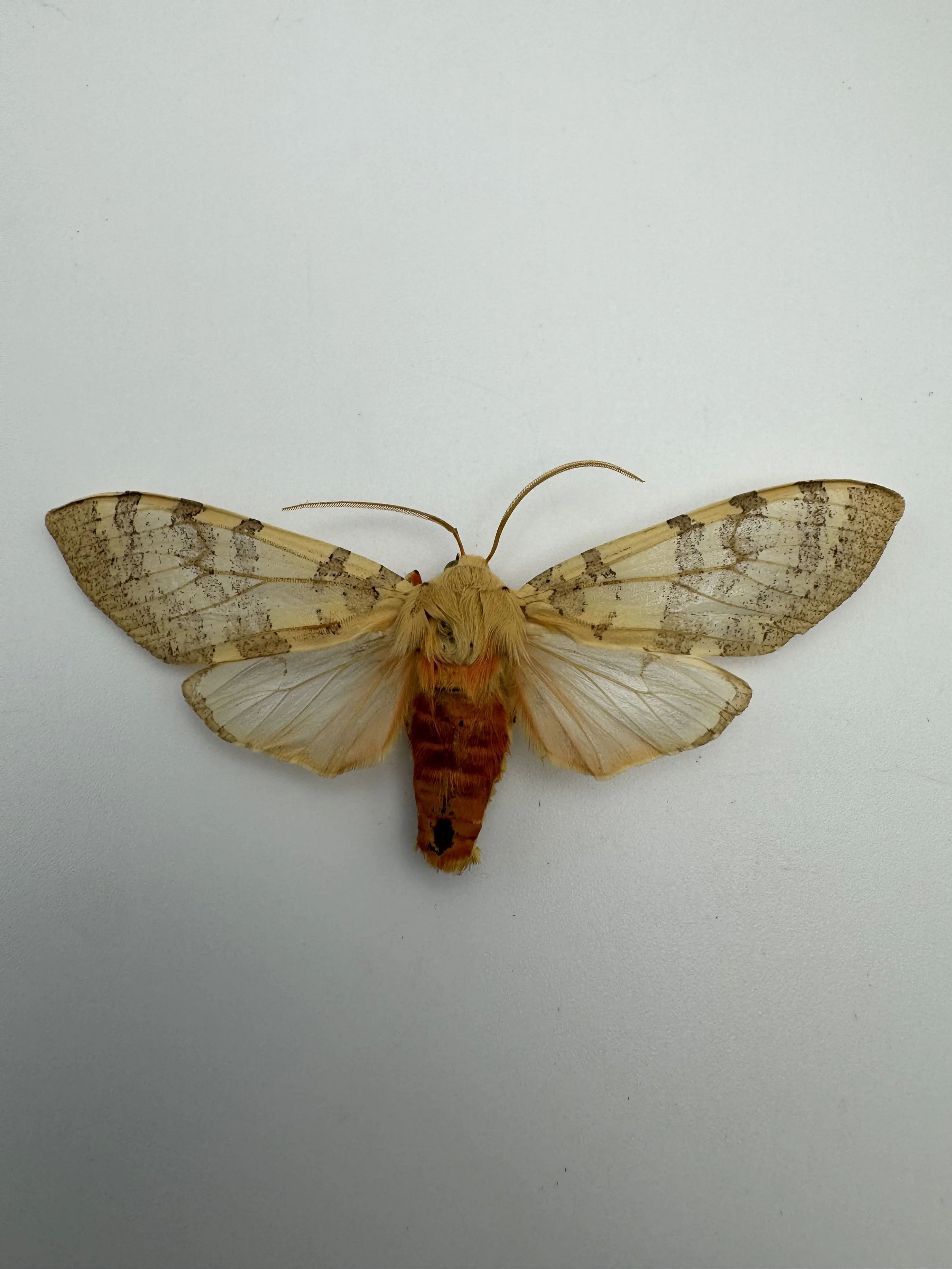 Pseudohemihyalea edwardsii – Edwards’ Glassy Wing Moth