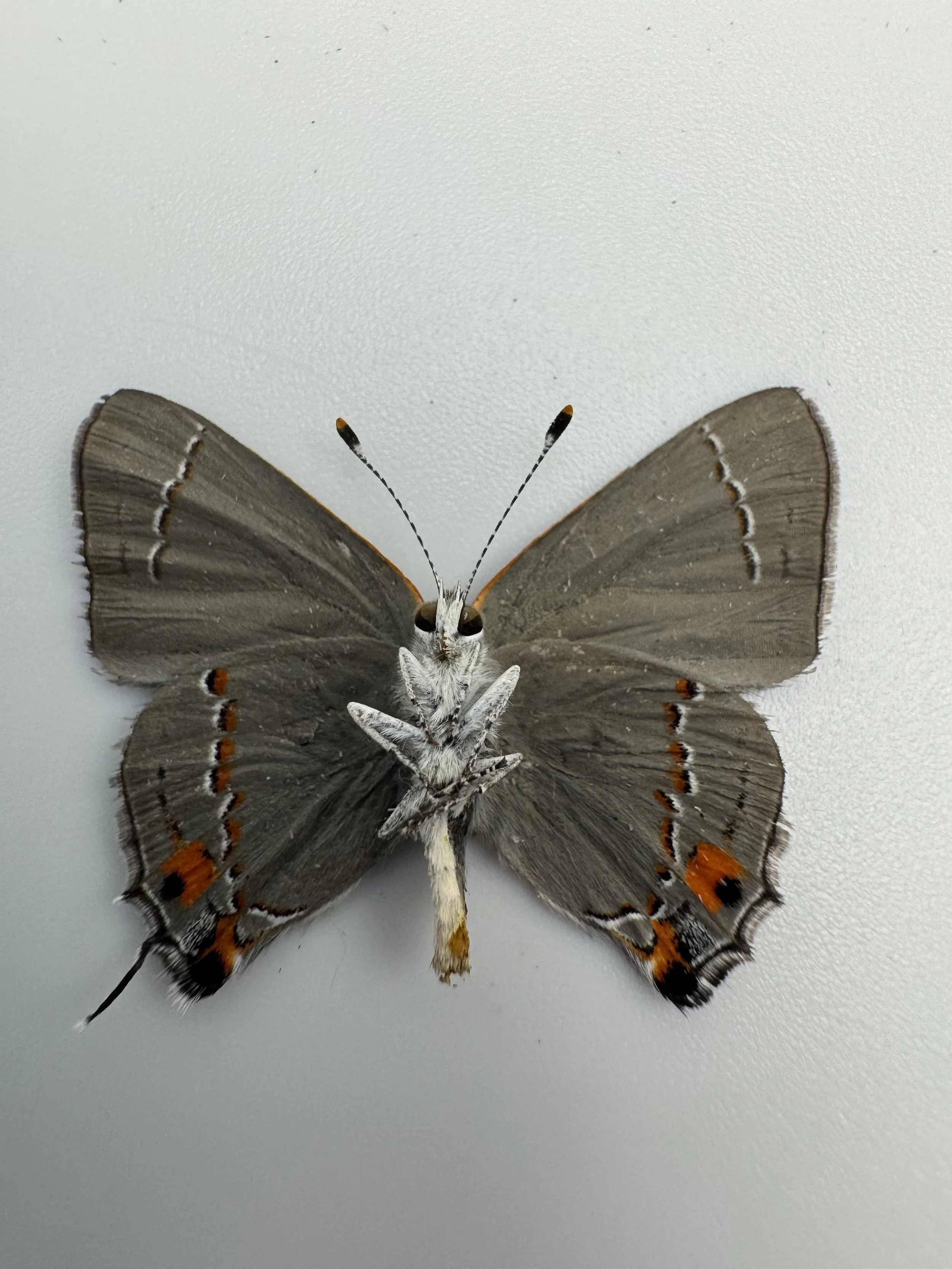 Strymon melinus – Gray Hairstreak