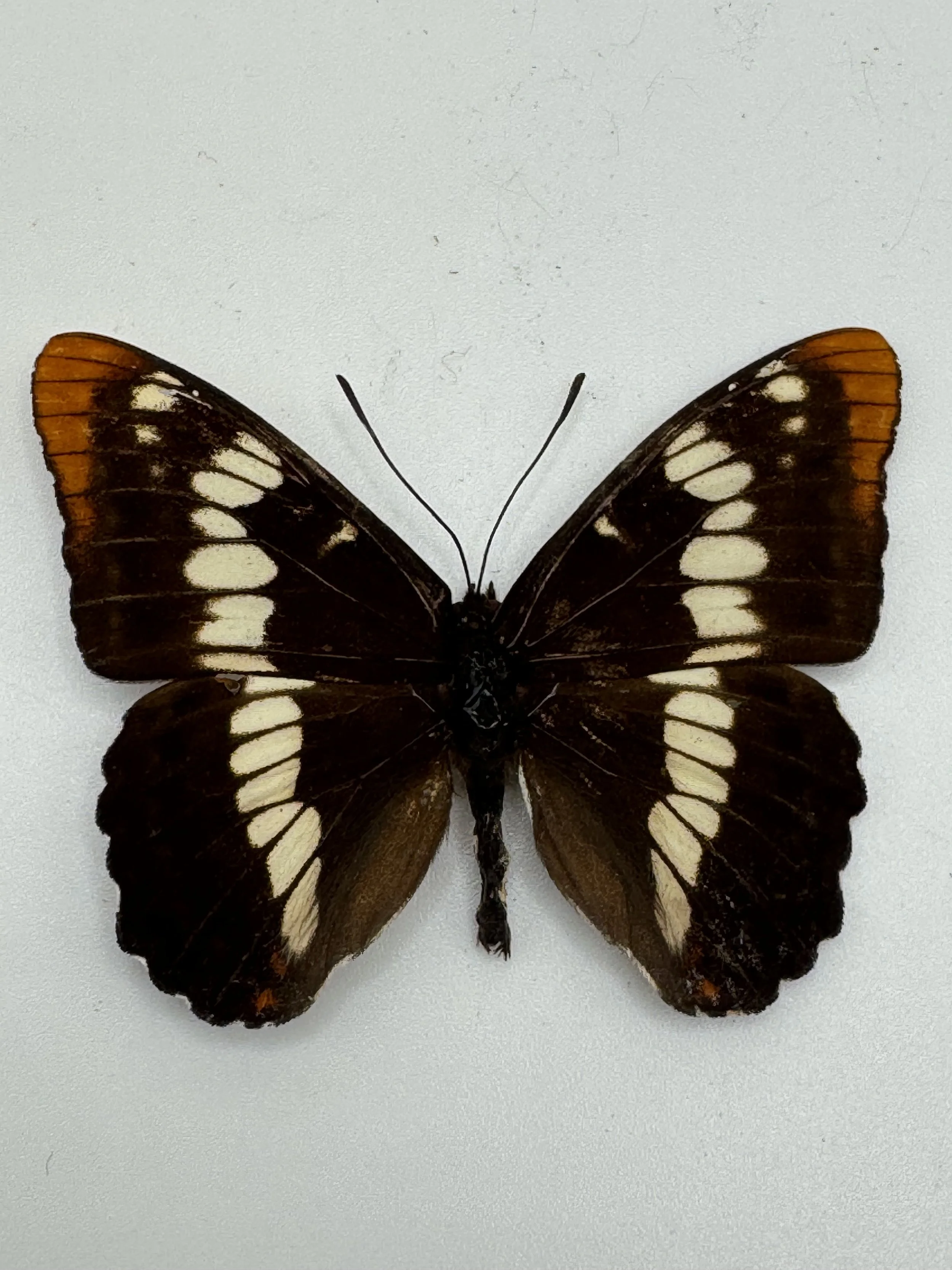 Limenitis lorquini – Lorquin’s Admiral