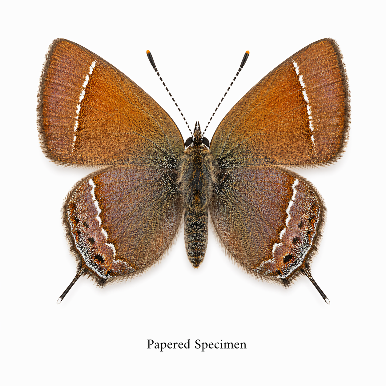 Callophrys nelsoni – Nelson’s Green Hairstreak