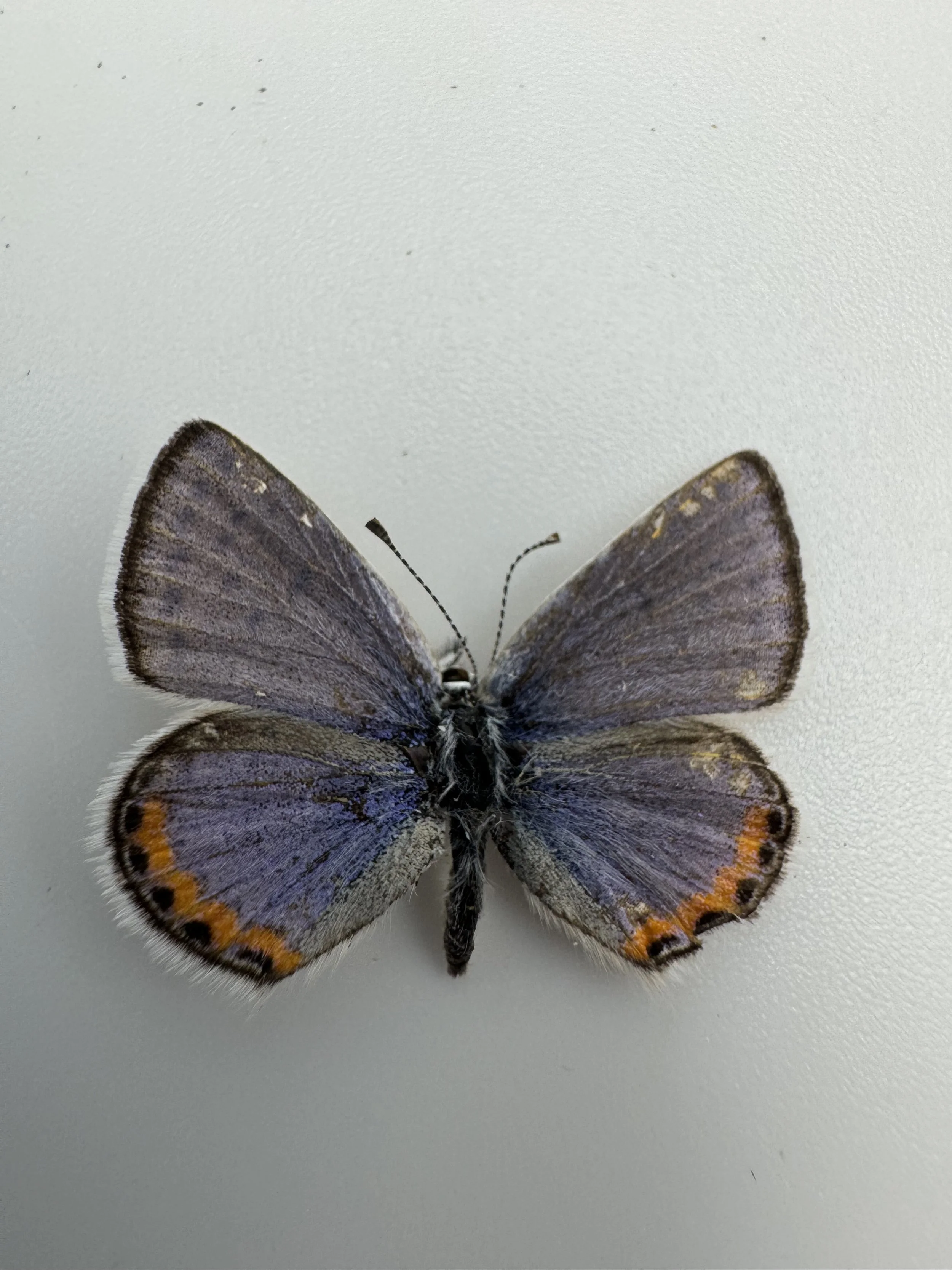 Plebejus acmon – Acmon Blue
