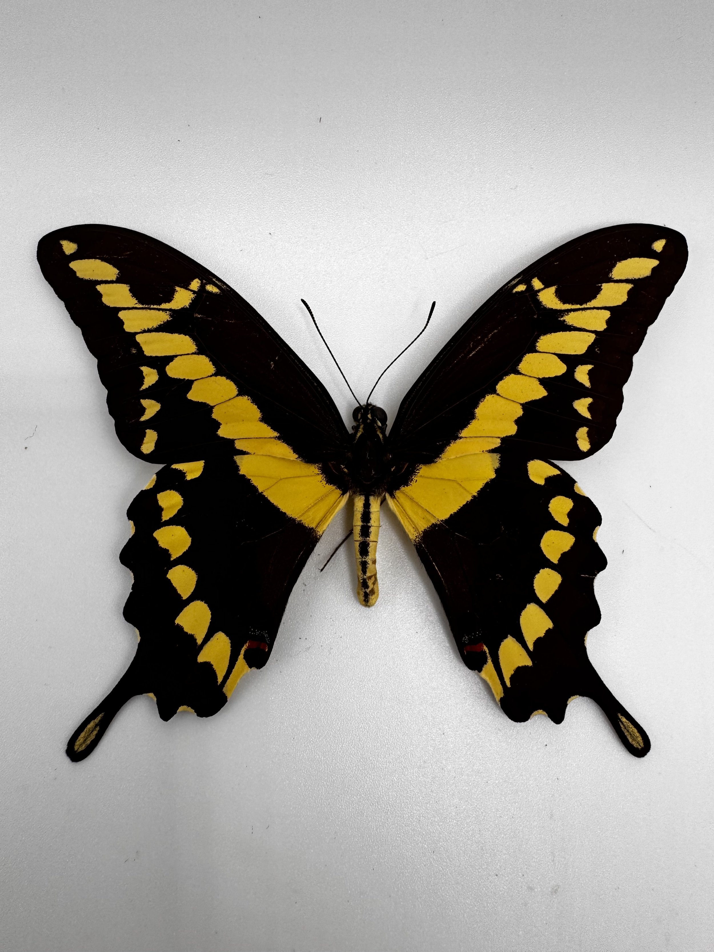 Papilio rumiko – Western Tiger Swallowtail