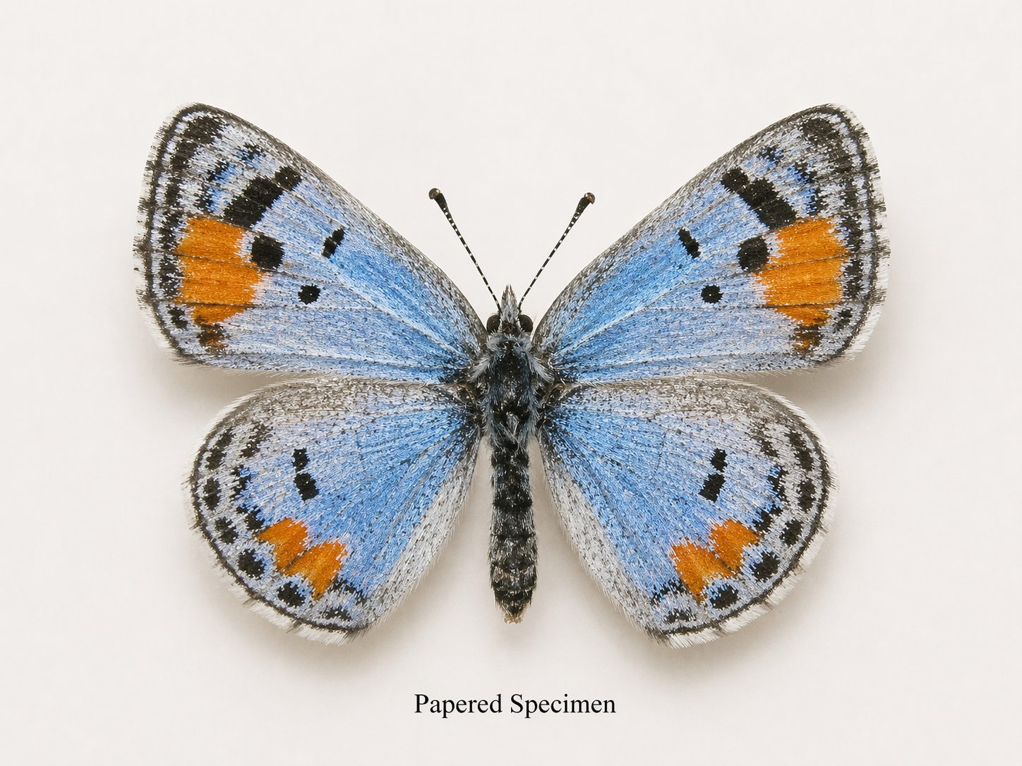 Philotes sonorensis – Sonoran Blue