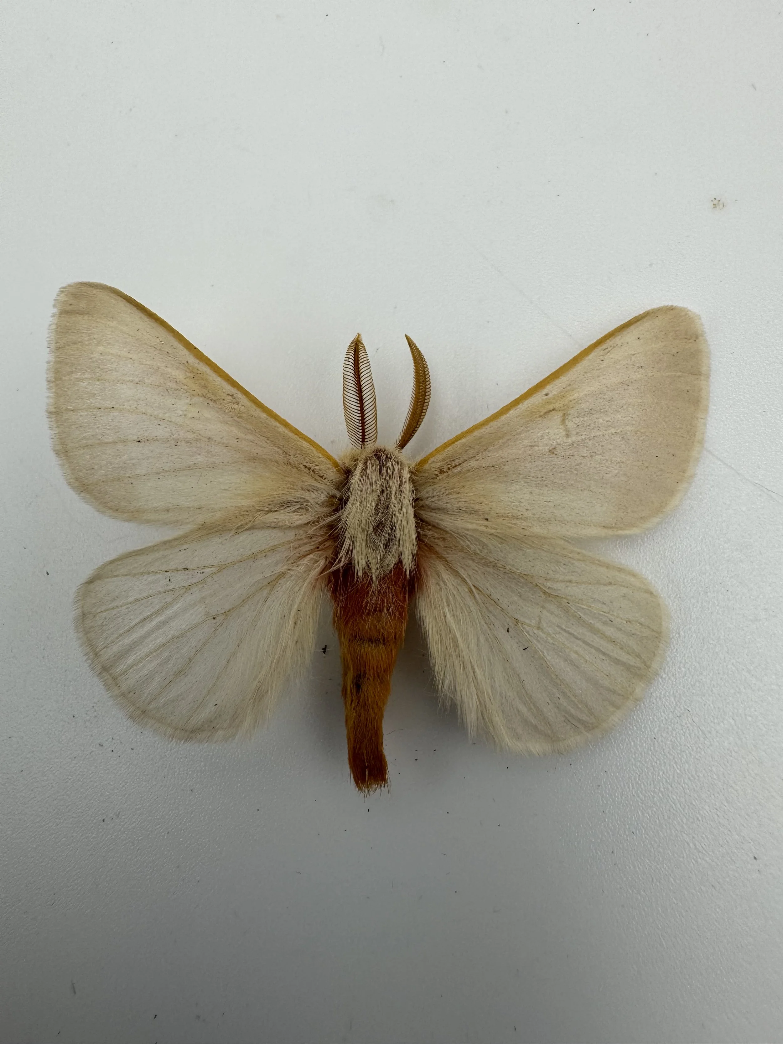 Hemileuca hualapai – Hualapai Buck Moth