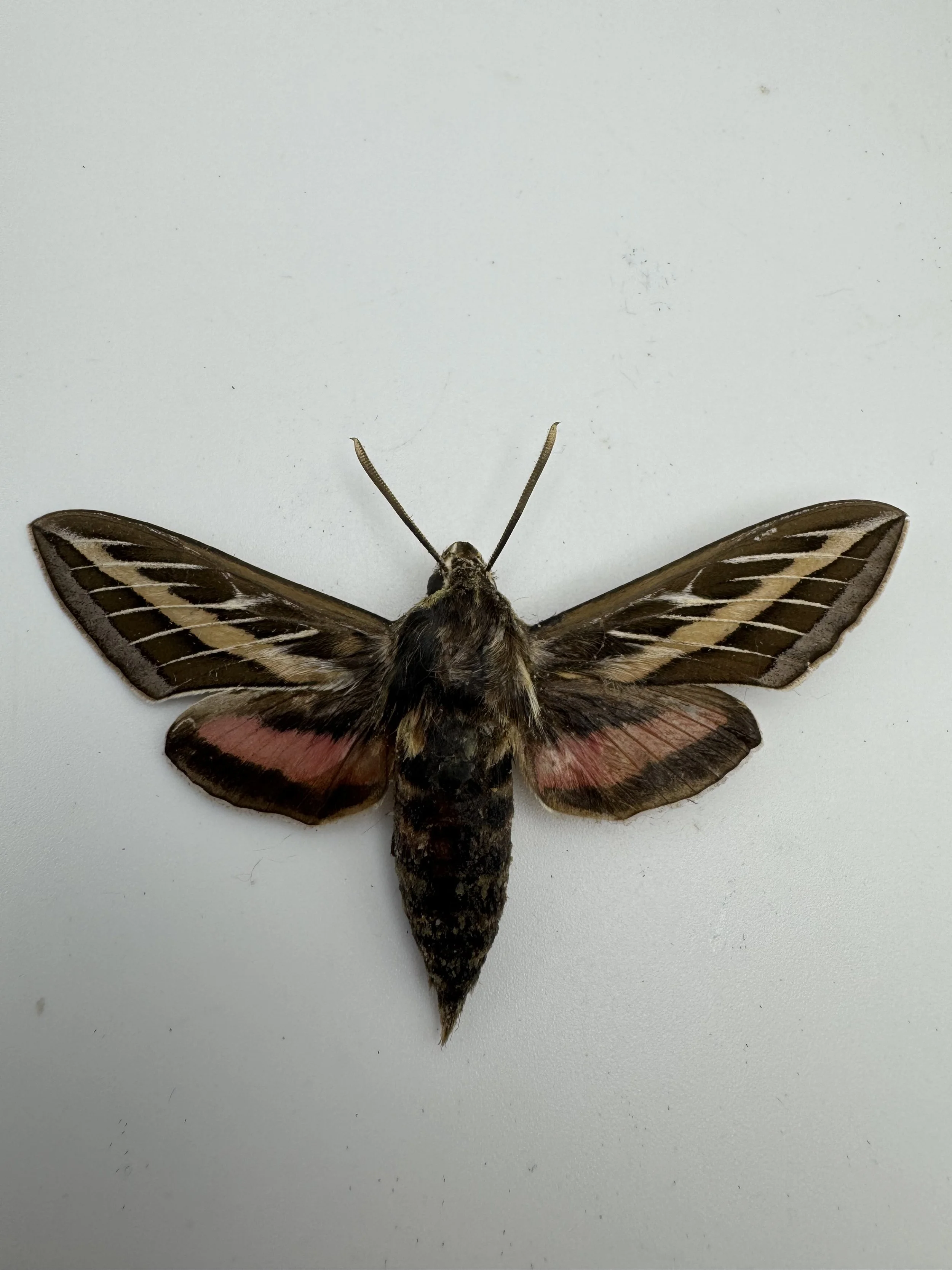 Hyles lineata – White-lined Sphinx