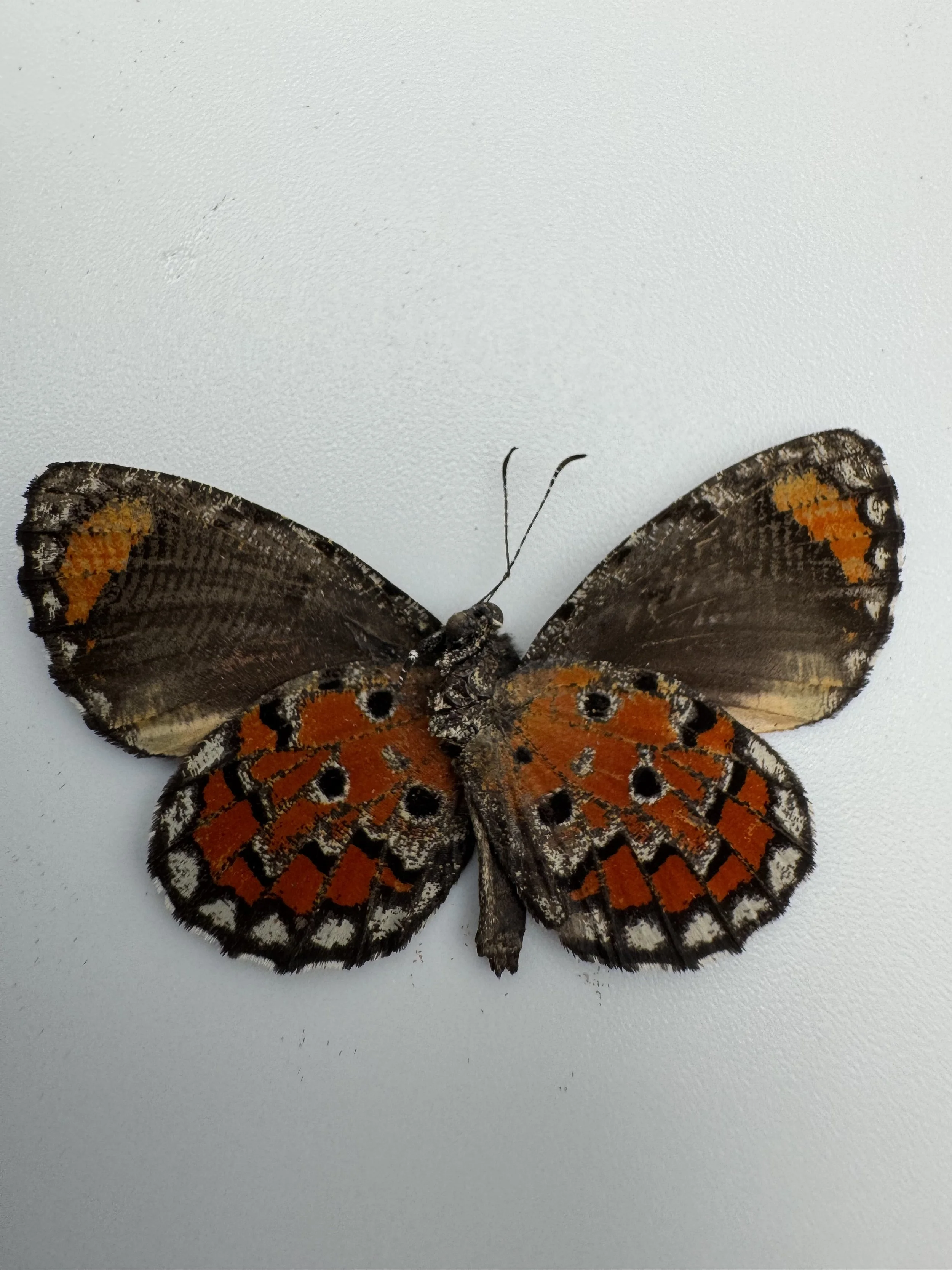 Mimeresia libentina – Common Harlequin