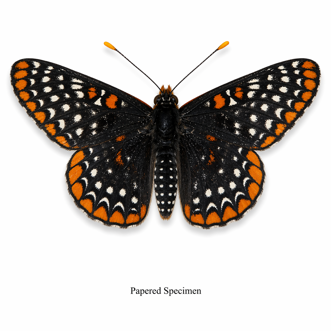 Euphydryas phaeton – Baltimore Checkerspot