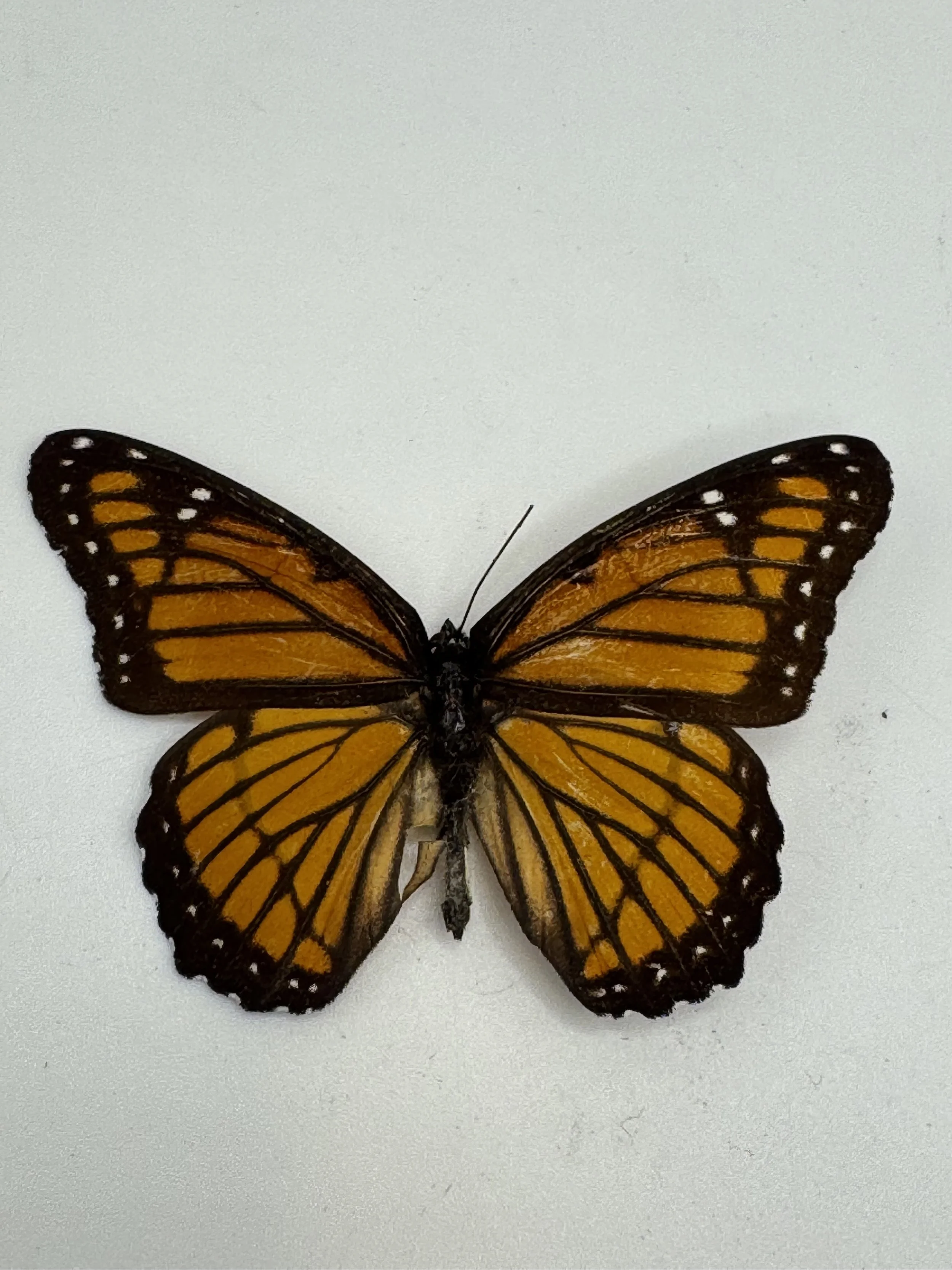 Limenitis archippus – Viceroy