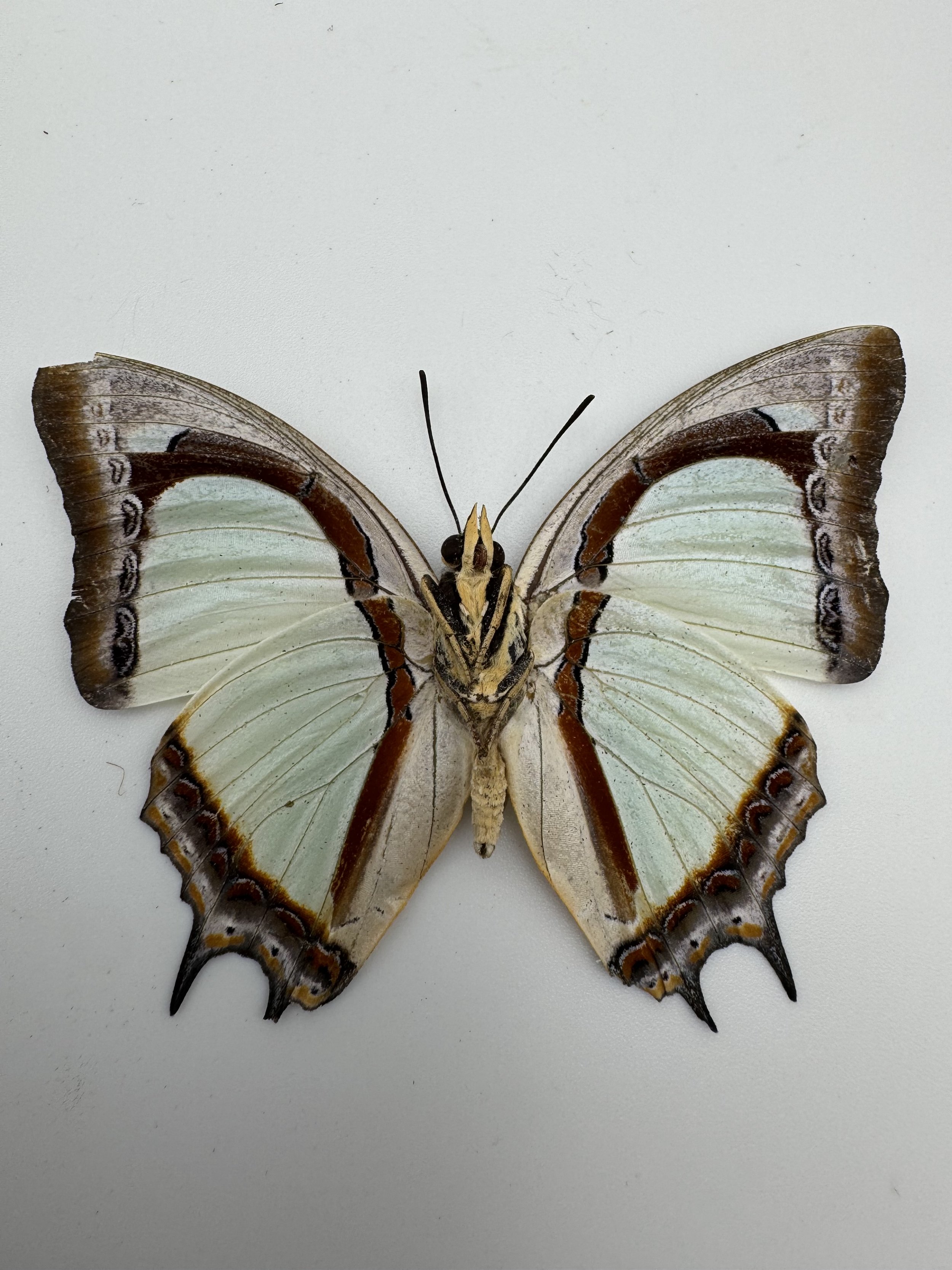 Polyura athamas – Common Nawab