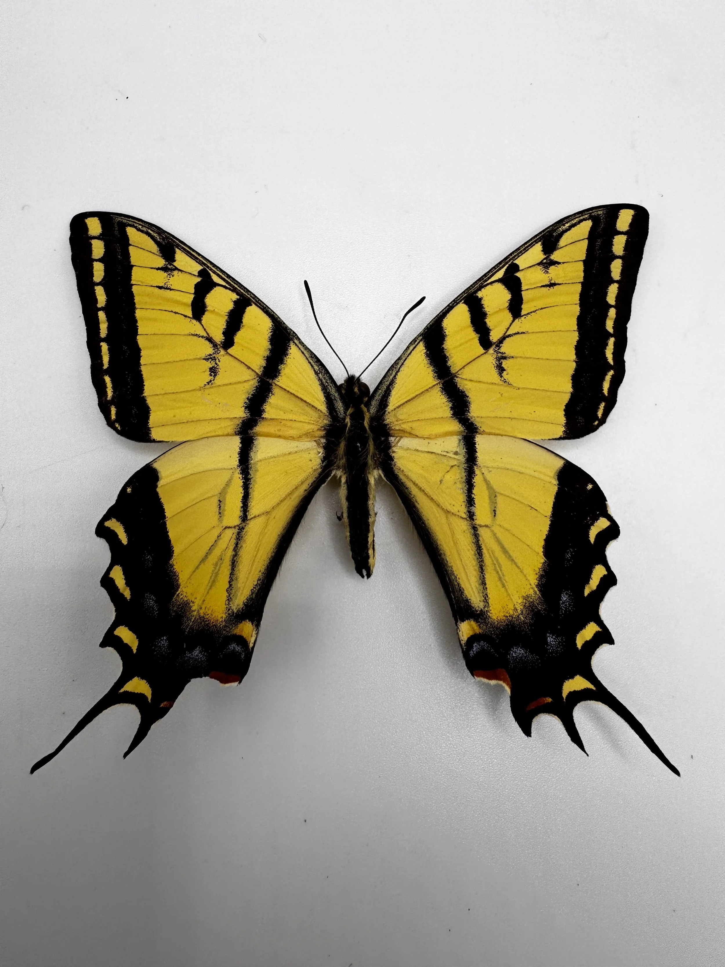 Papilio multicaudata – Two-tailed Swallowtail