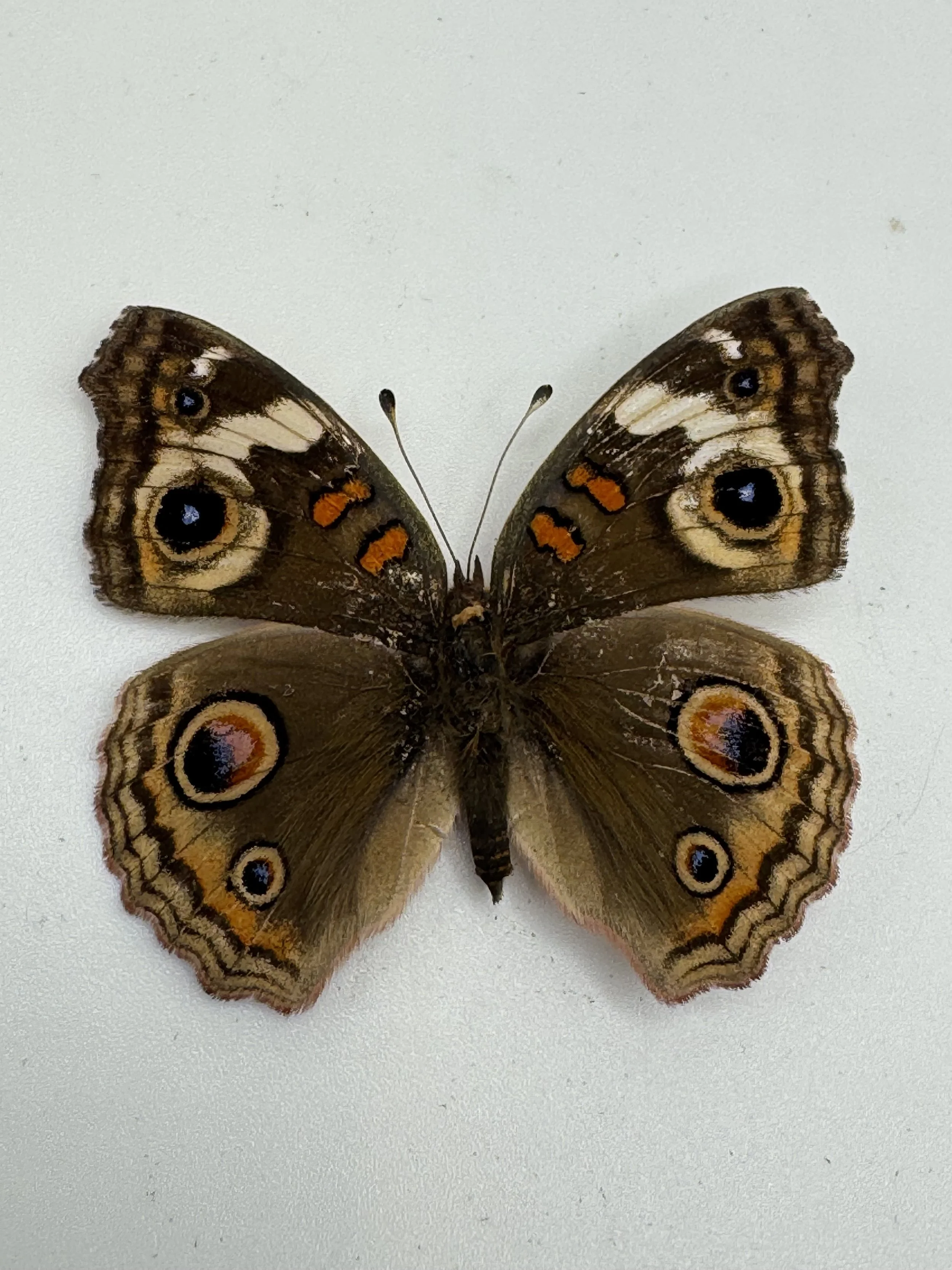 Junonia coenia – Common Buckeye