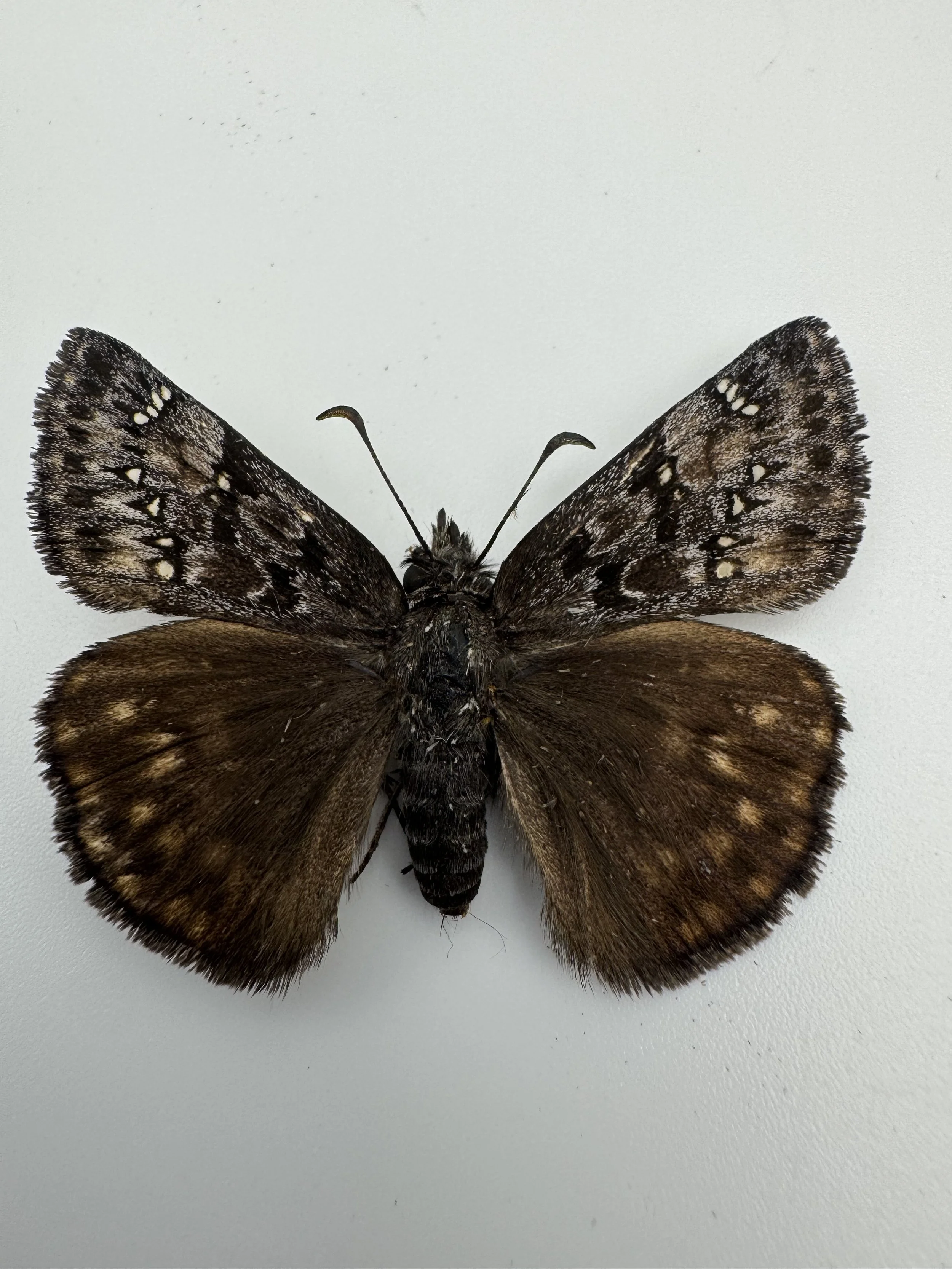 Erynnis	propertius - Propertius Duskywing